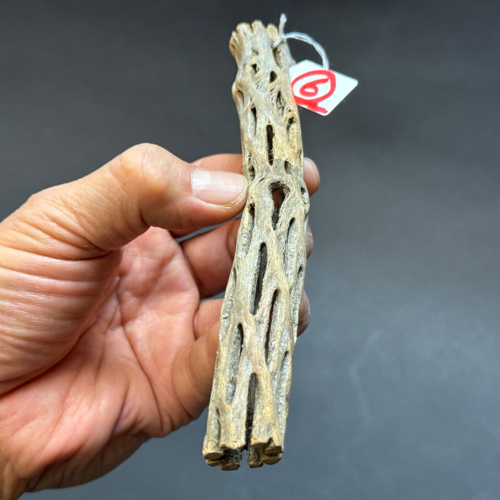 現品販売No.6＊ ミニカクタススケルトン＊ 最大H高:15.5cm / 最大W幅