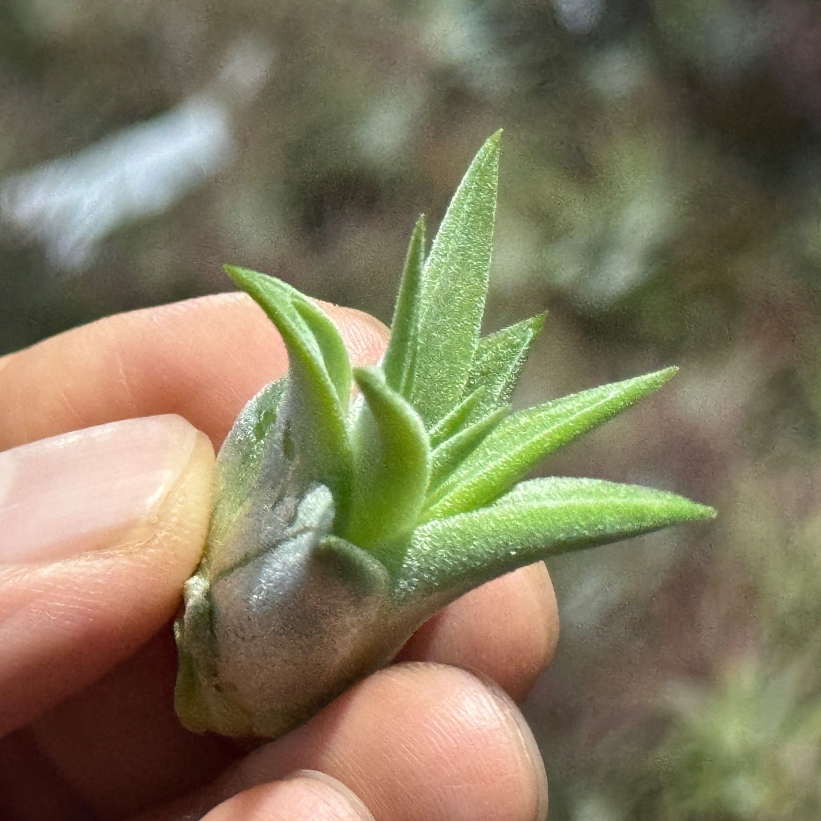 現品＊ チランジア イオナンタ ヘッジホッグ T.I. Tillandsia ionantha