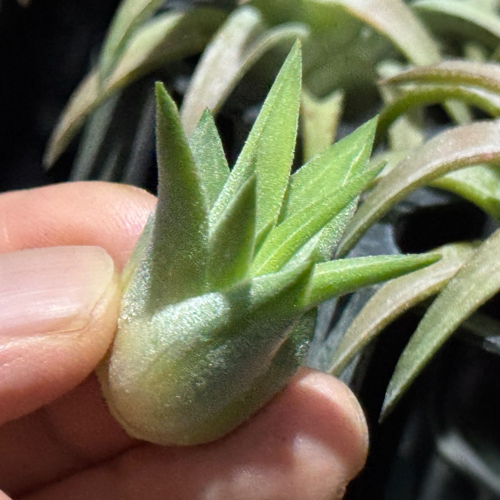 現品＊ チランジア イオナンタ ヘッジホッグ T.I. Tillandsia ionantha