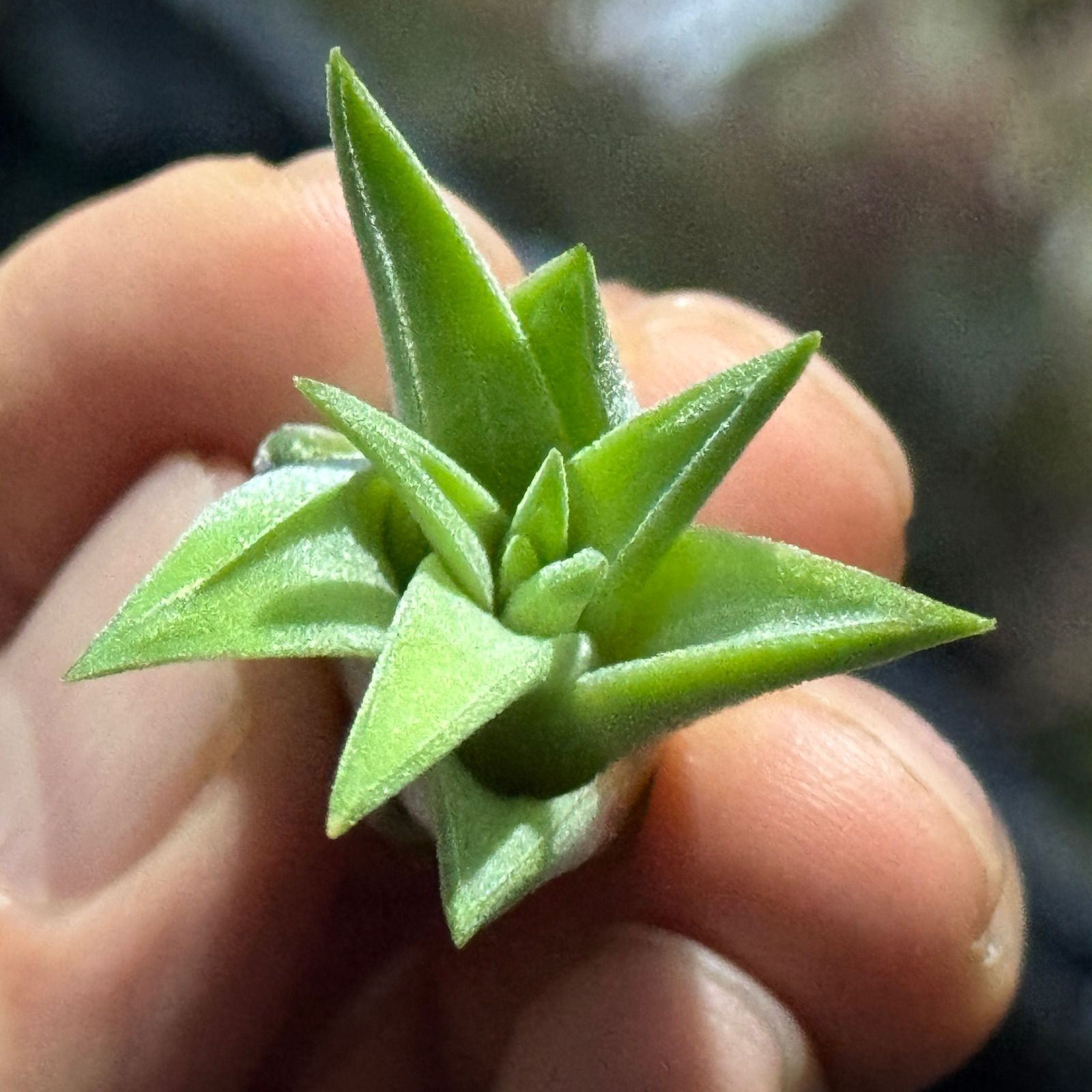 現品＊ チランジア イオナンタ ヘッジホッグ T.I. Tillandsia ionantha