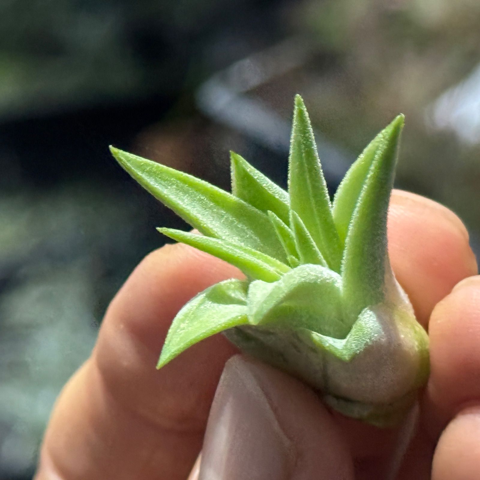現品＊ チランジア イオナンタ ヘッジホッグ T.I. Tillandsia ionantha