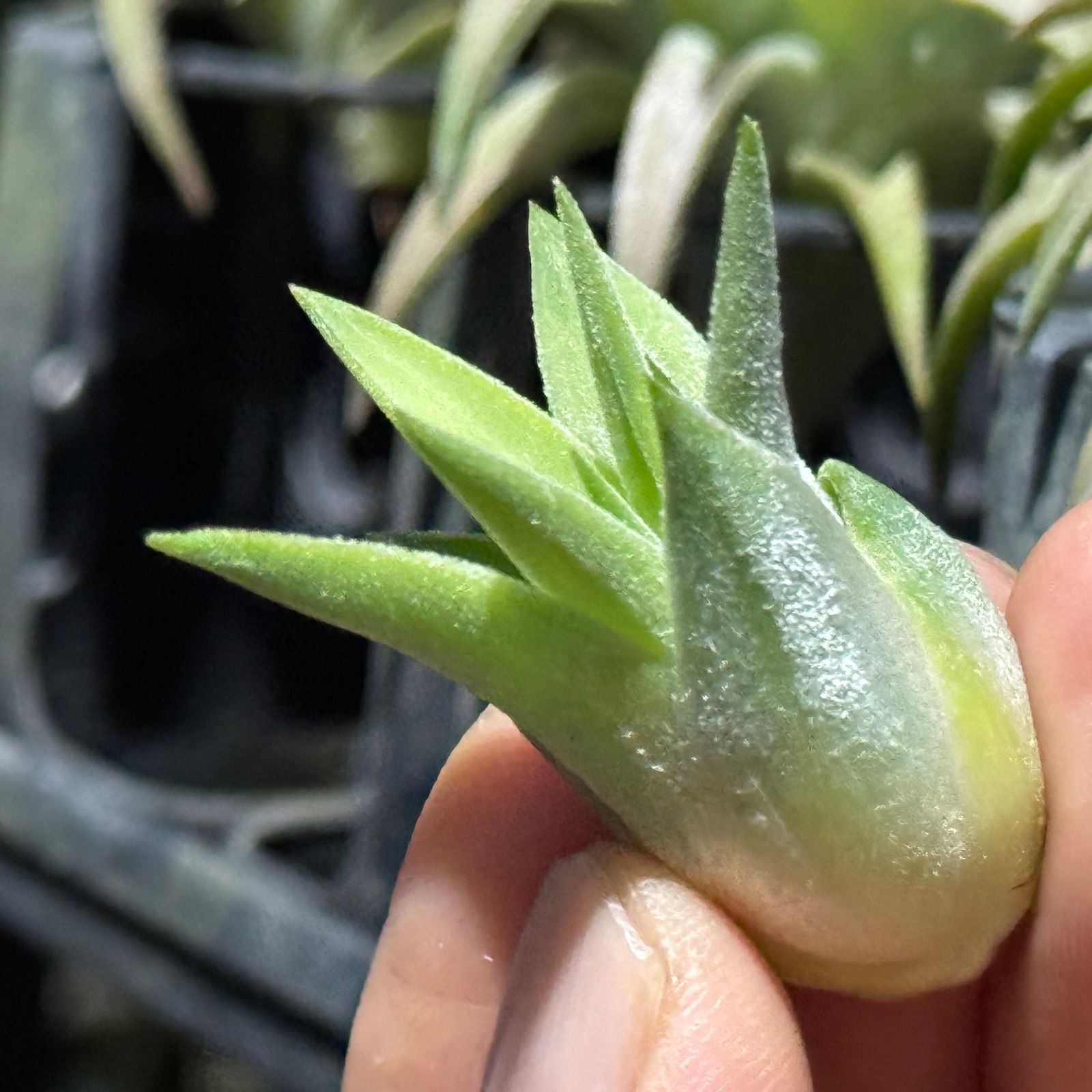 送料無料】Neoregelia 'Red Buff'〔ネオレゲリア〕現品発送N0622