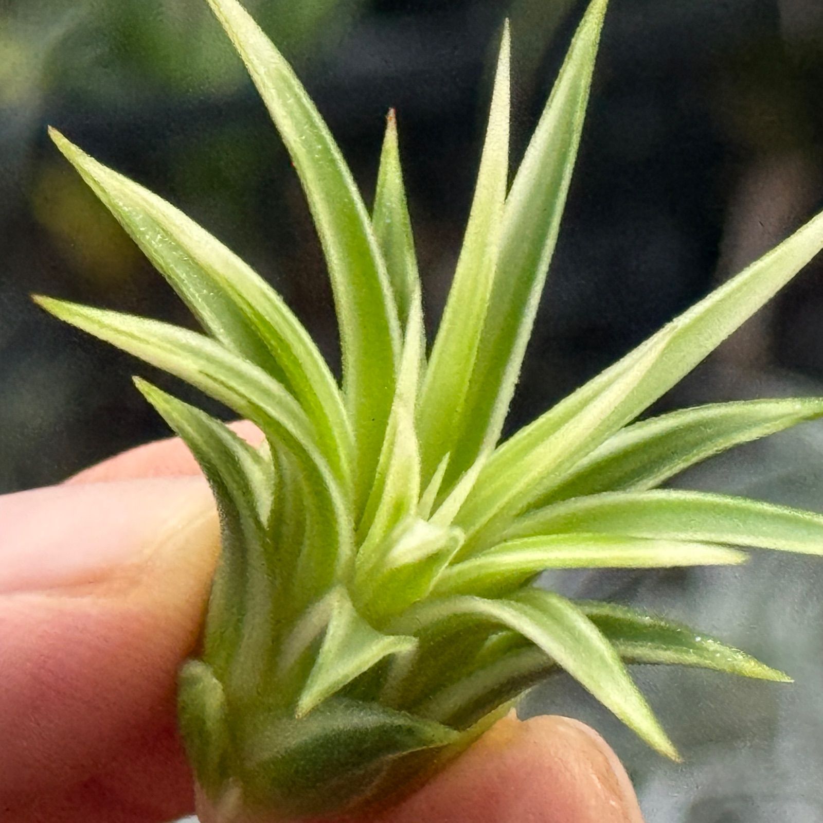 現品＊ ホワイト率多め綺麗＊ がっちり幅広葉＊ 極上株＊ チランジア