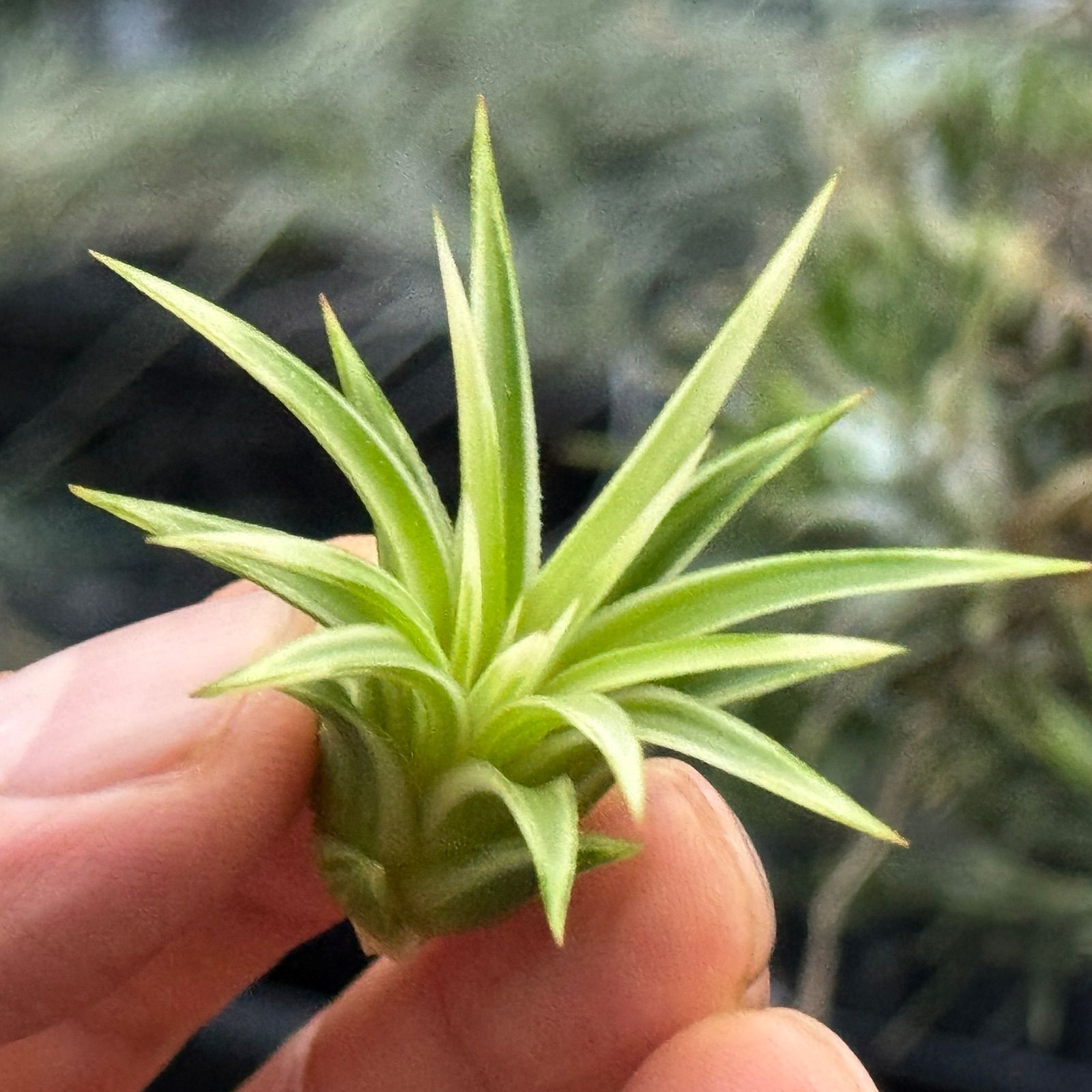 現品＊ ホワイト率多め綺麗＊ がっちり幅広葉＊ 極上株＊ チランジア