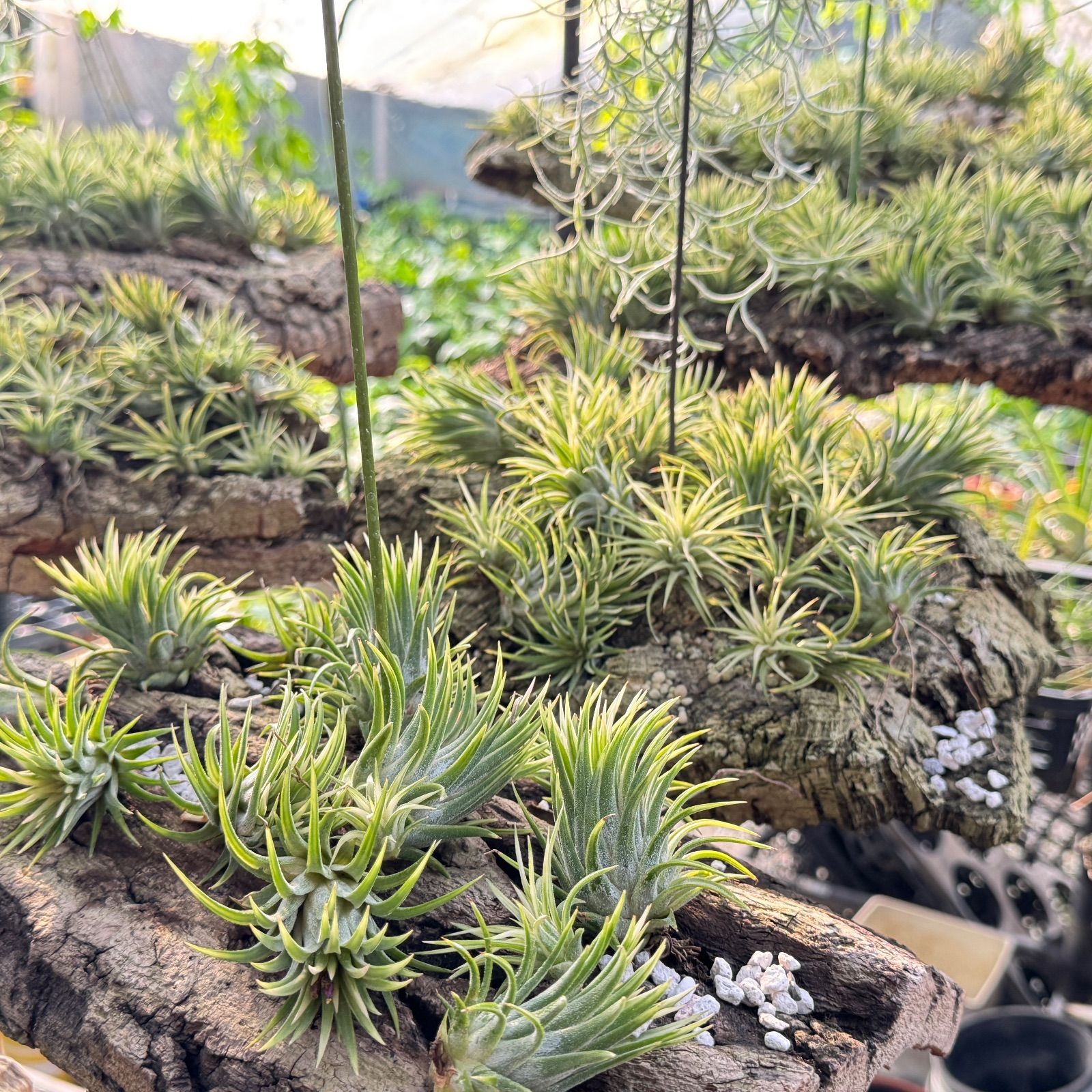 チランジア イオナンタ アルボマージナータ 1株 イオナンタ アルボマージナータ Sサイズ 42号 | air-plants TENGU-DO