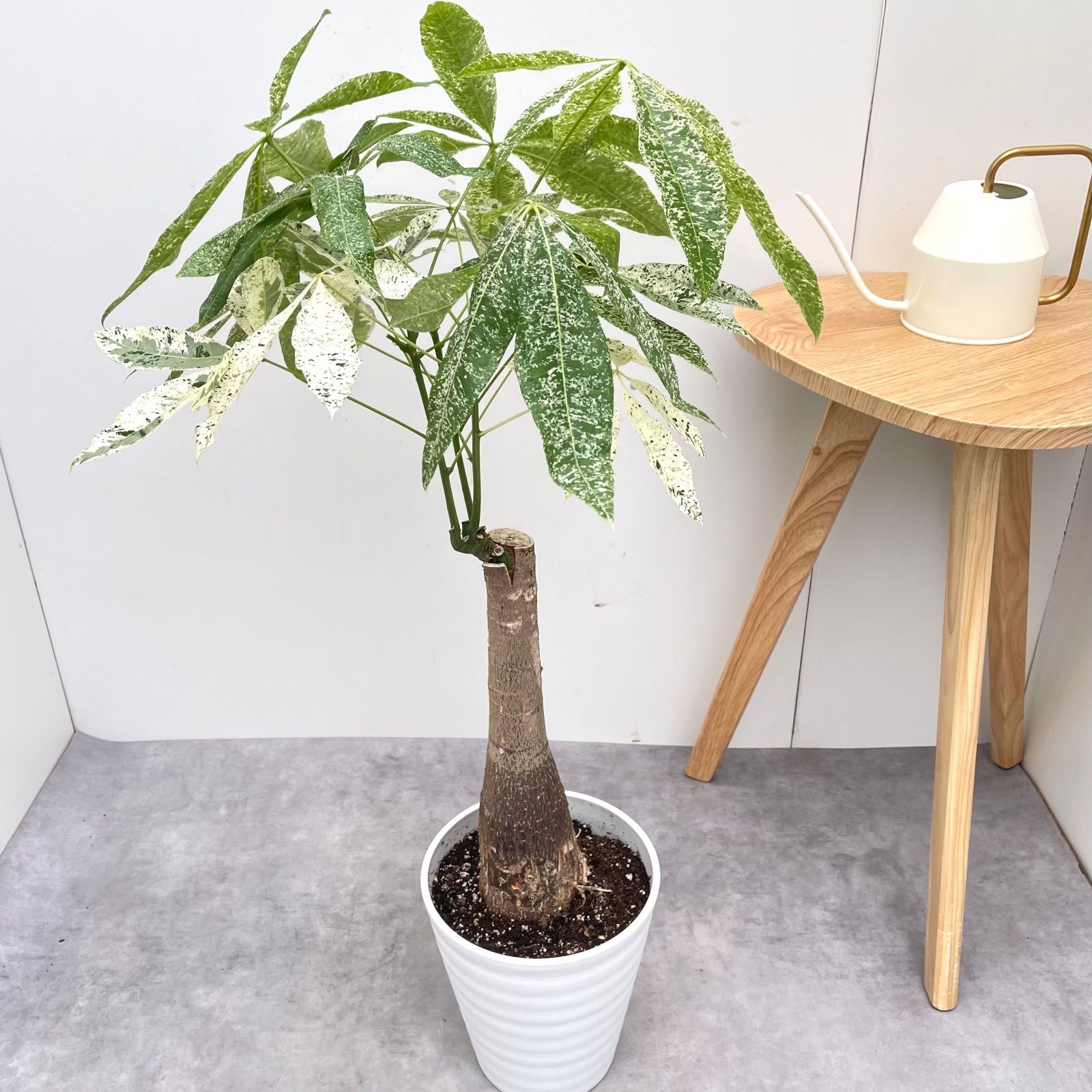パキラ ミルキーウェイ 接木 2【現品】観葉植物 室内 7号 - メルカリ