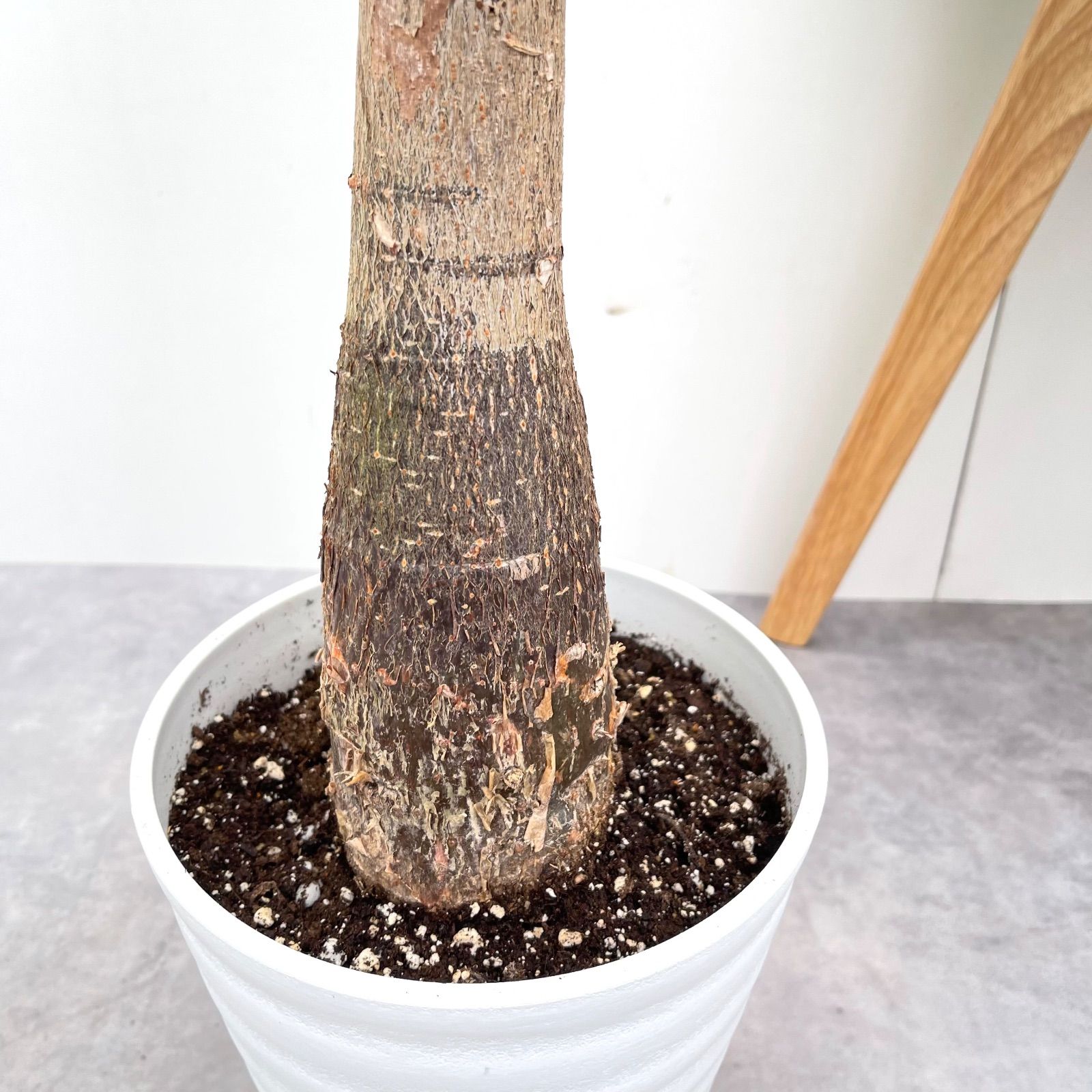 パキラ・ミルキーウェイ　接木タイプ　no2 パキラ・ミルキーウェイ 接木タイプ no2 斑入りパキラ ミルキーウェイ