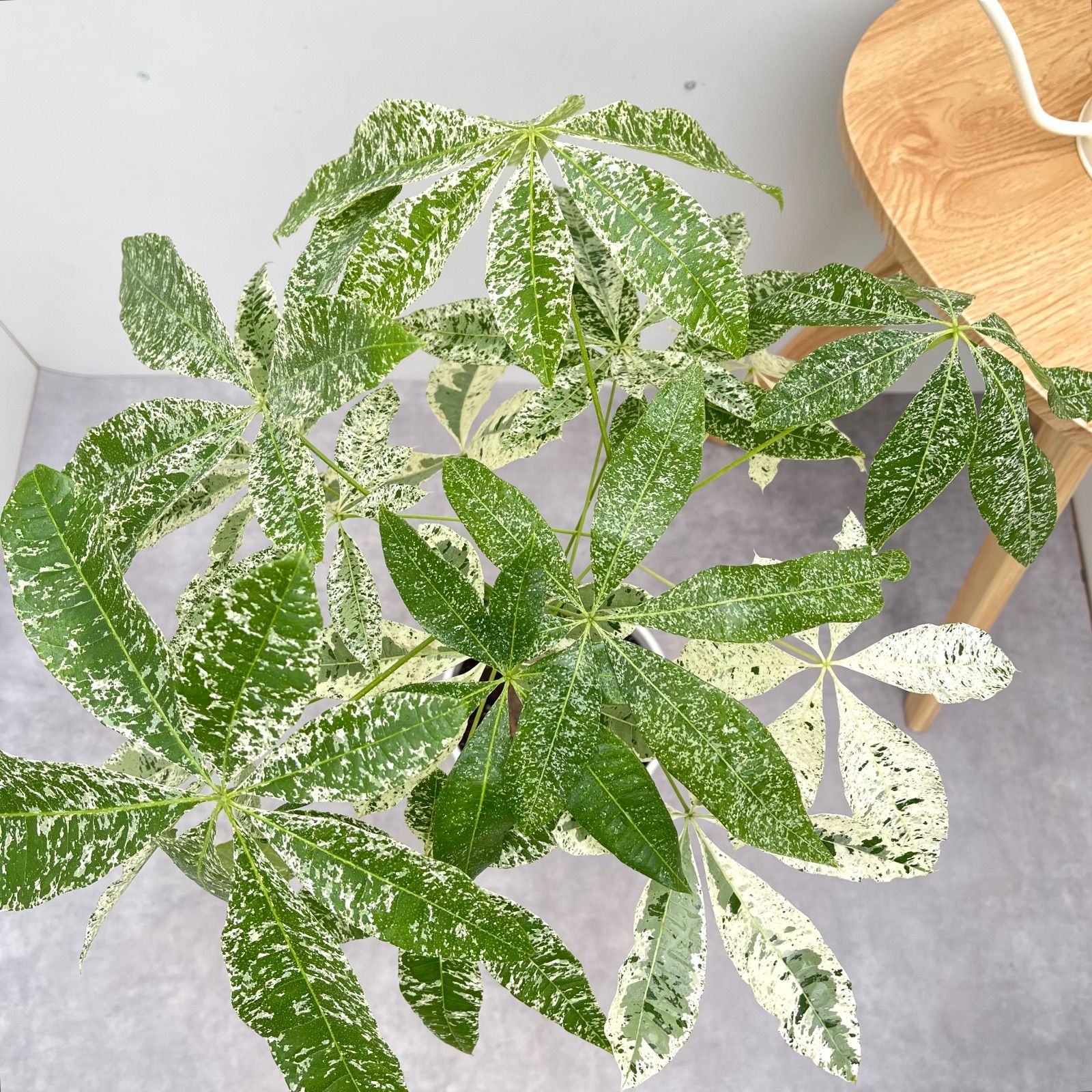 パキラ ミルキーウェイ 接木 2【現品】観葉植物 室内 7号 - メルカリ