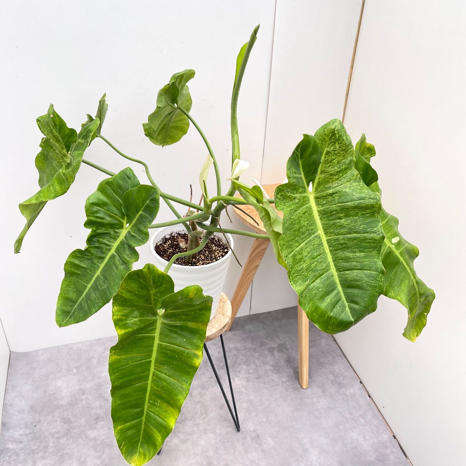 フィロデンドロン パライソベルデ 斑入り【現品】☆希少☆ 観葉植物 7