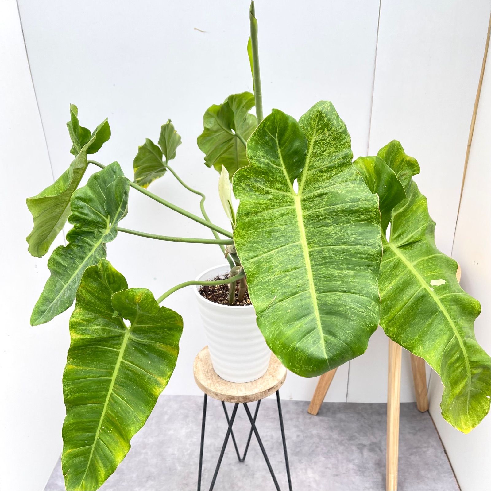 フィロデンドロン パライソベルデ 斑入り【現品】☆希少☆ 観葉植物 7