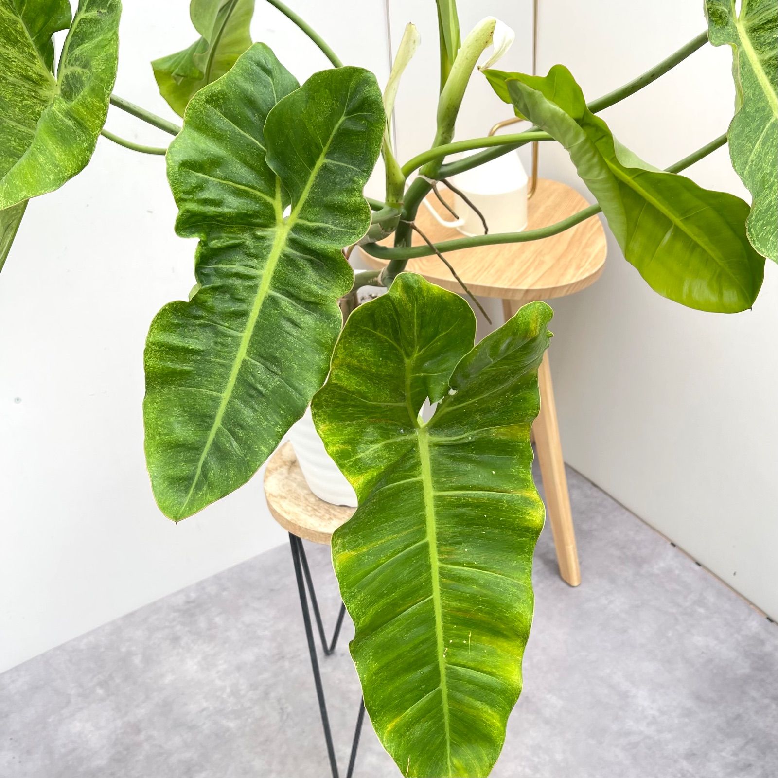 フィロデンドロン パライソベルデ 斑入り【現品】☆希少☆ 観葉植物 7