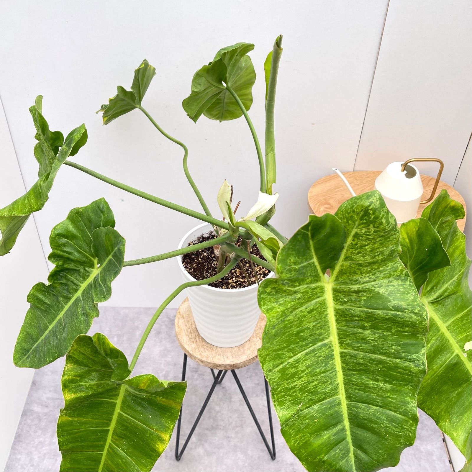 メルカリ便【フィロデンドロン・パライソヴェルデ　albo var.】 フィロデンドロン パライソベルデ パライソヴェルデ - メルカリ