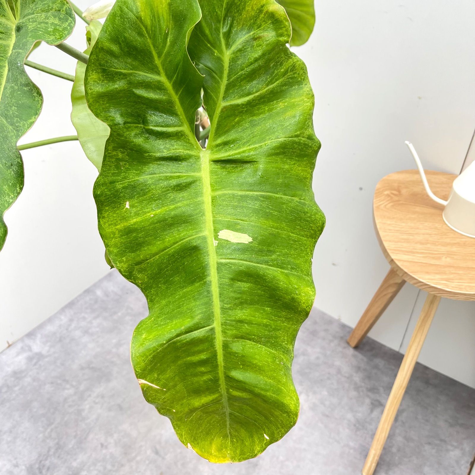 フィロデンドロン パライソベルデ 斑入り【現品】☆希少☆ 観葉植物 7