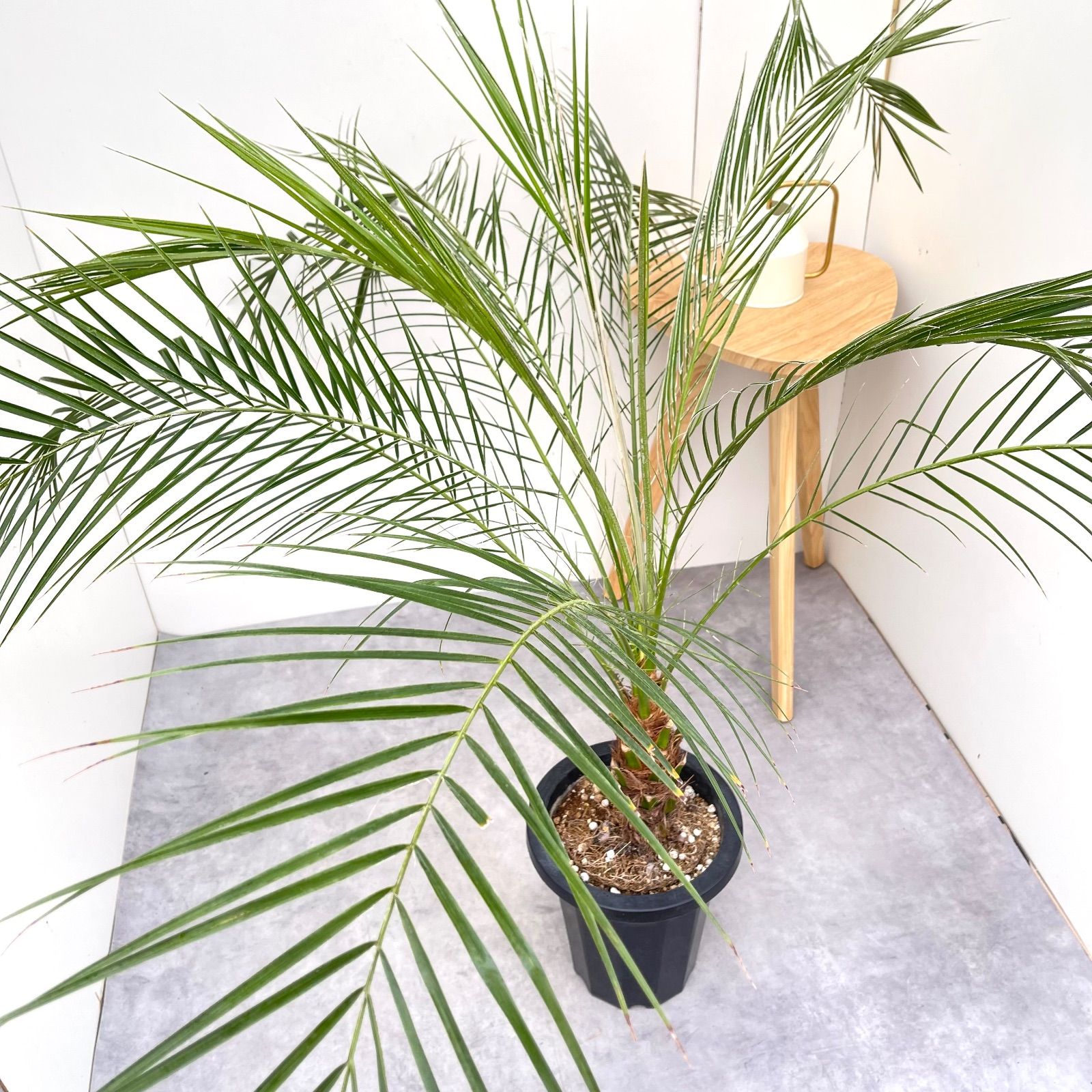 ヤシ フェニックスロベレニー 2【現品】観葉植物 庭木 大型 - メルカリ