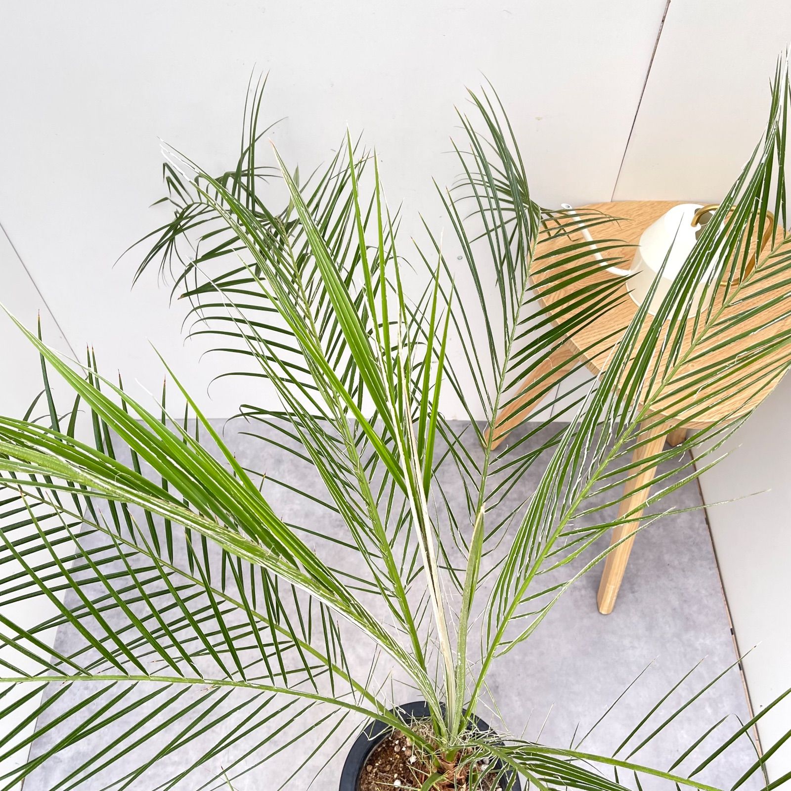 ヤシ フェニックスロベレニー 2【現品】観葉植物 庭木 大型 - メルカリ