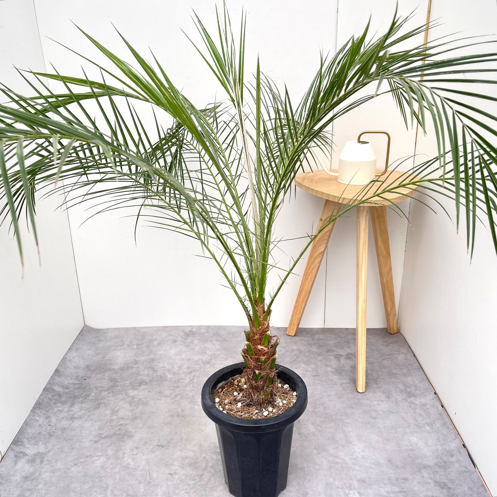 ヤシ フェニックスロベレニー 2【現品】観葉植物 庭木 大型 - メルカリ