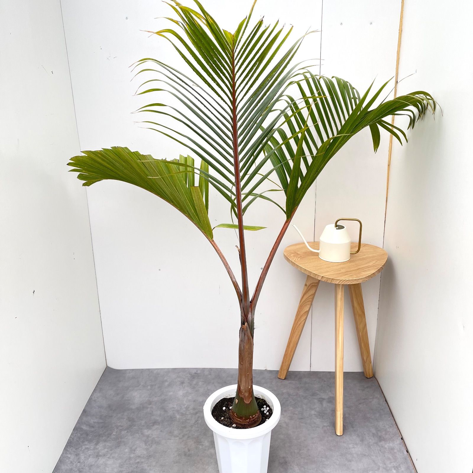 金環ソテツ　ミドルサイズ ⑰金環ソテツ7号美形最高等級