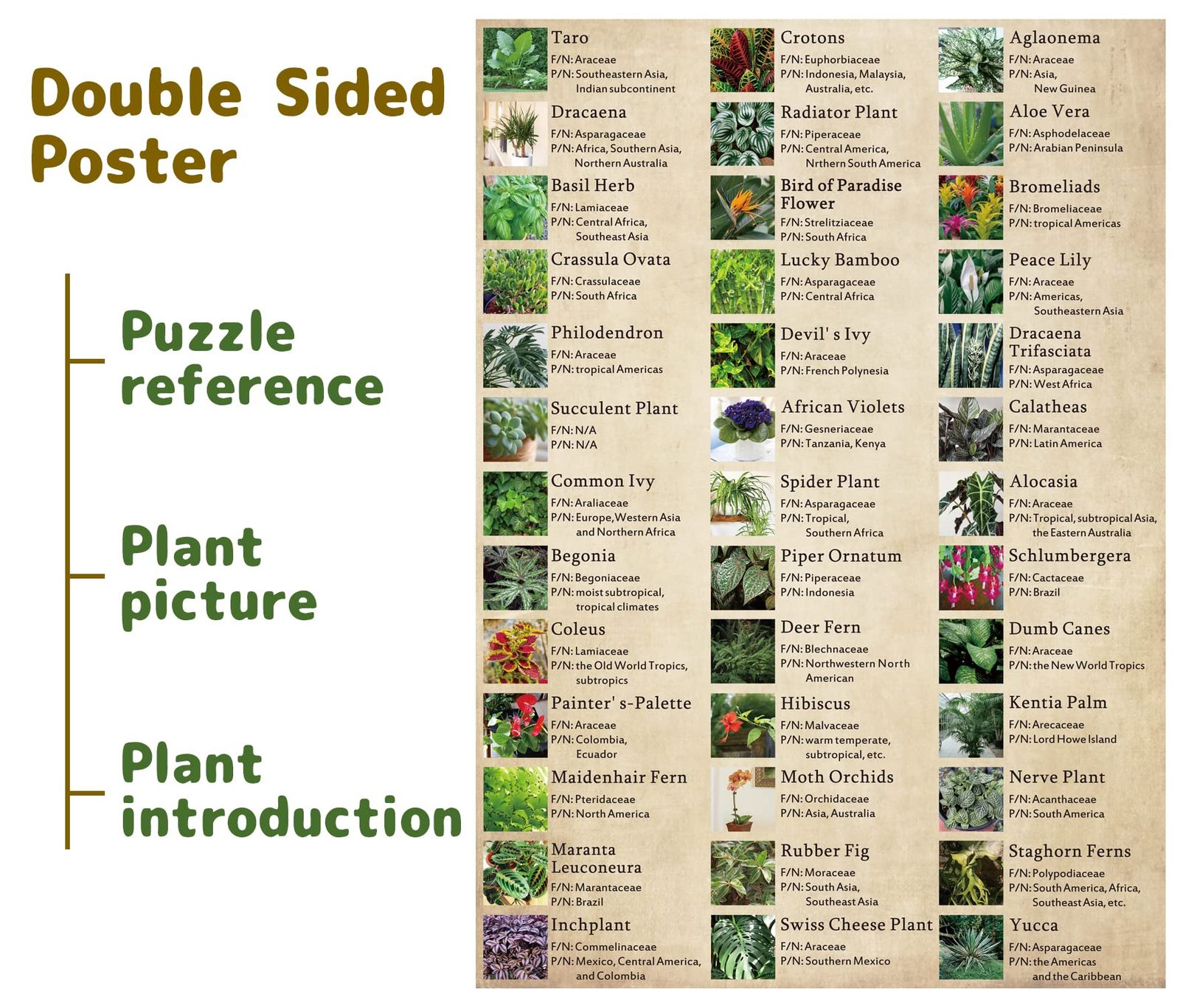 多肉植物 パズル