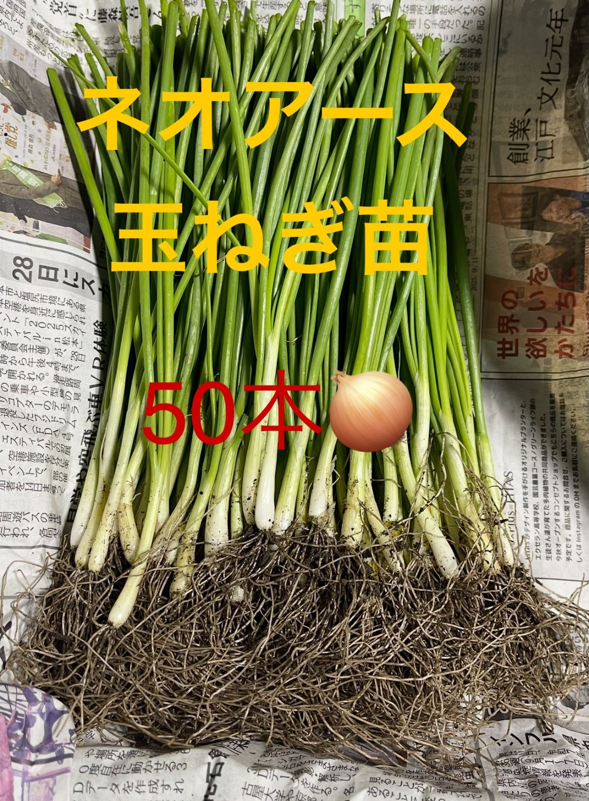 玉ねぎ 苗 ネオアース3000本!￥25000円 玉ねぎ 苗 ネオアース3000本! - メルカリ