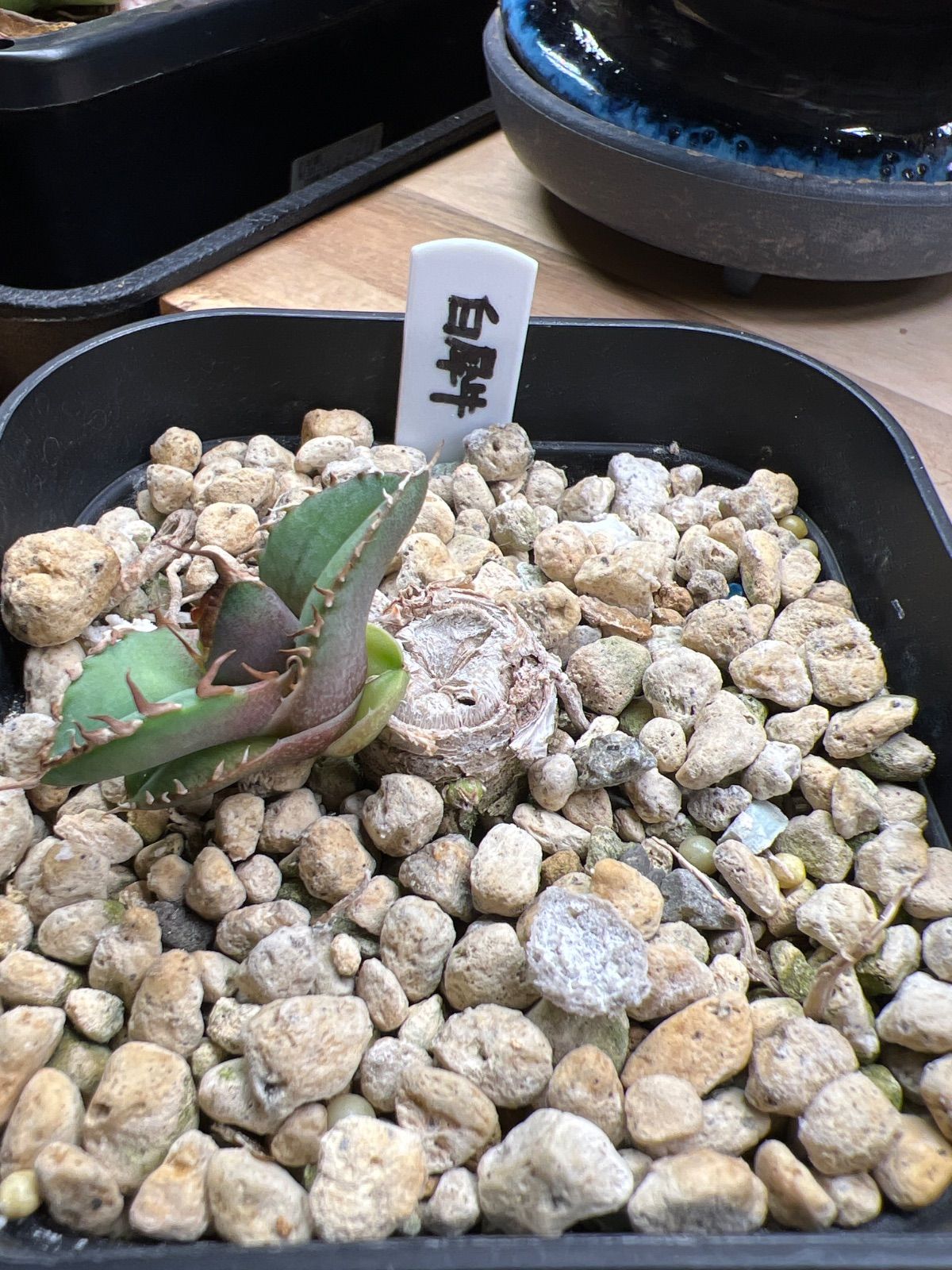 アガベ　白犀牛　oc コレクション株 アガベ 白犀牛 oc コレクション株 アガベ チタノタ 白犀牛（White