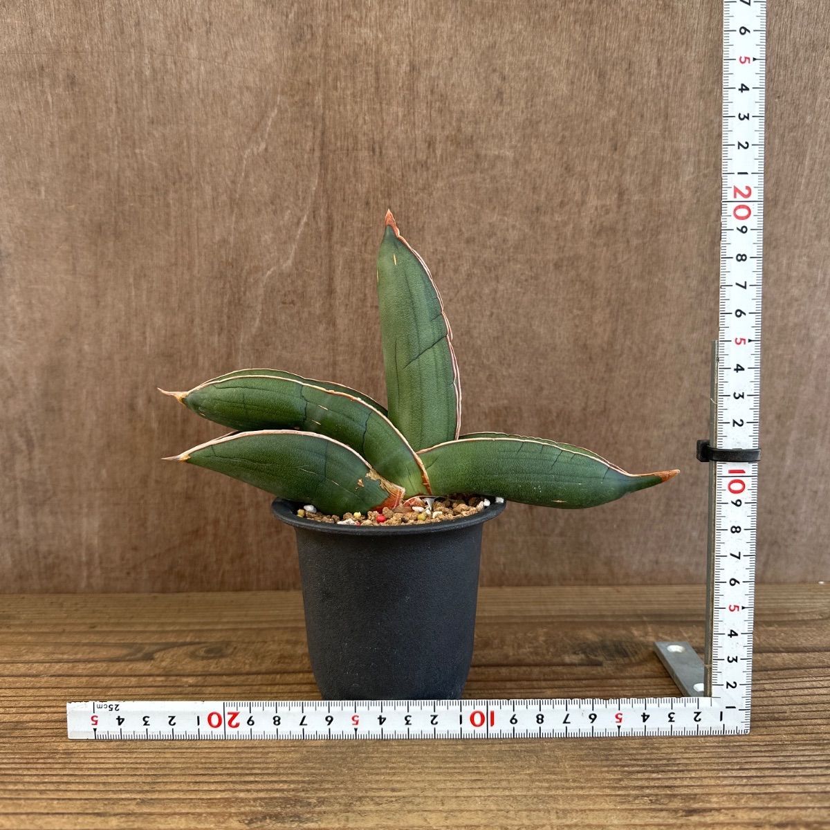 サンセべリア エーレンベルギー バナナ 現品 Sansevieria ehrenbergii