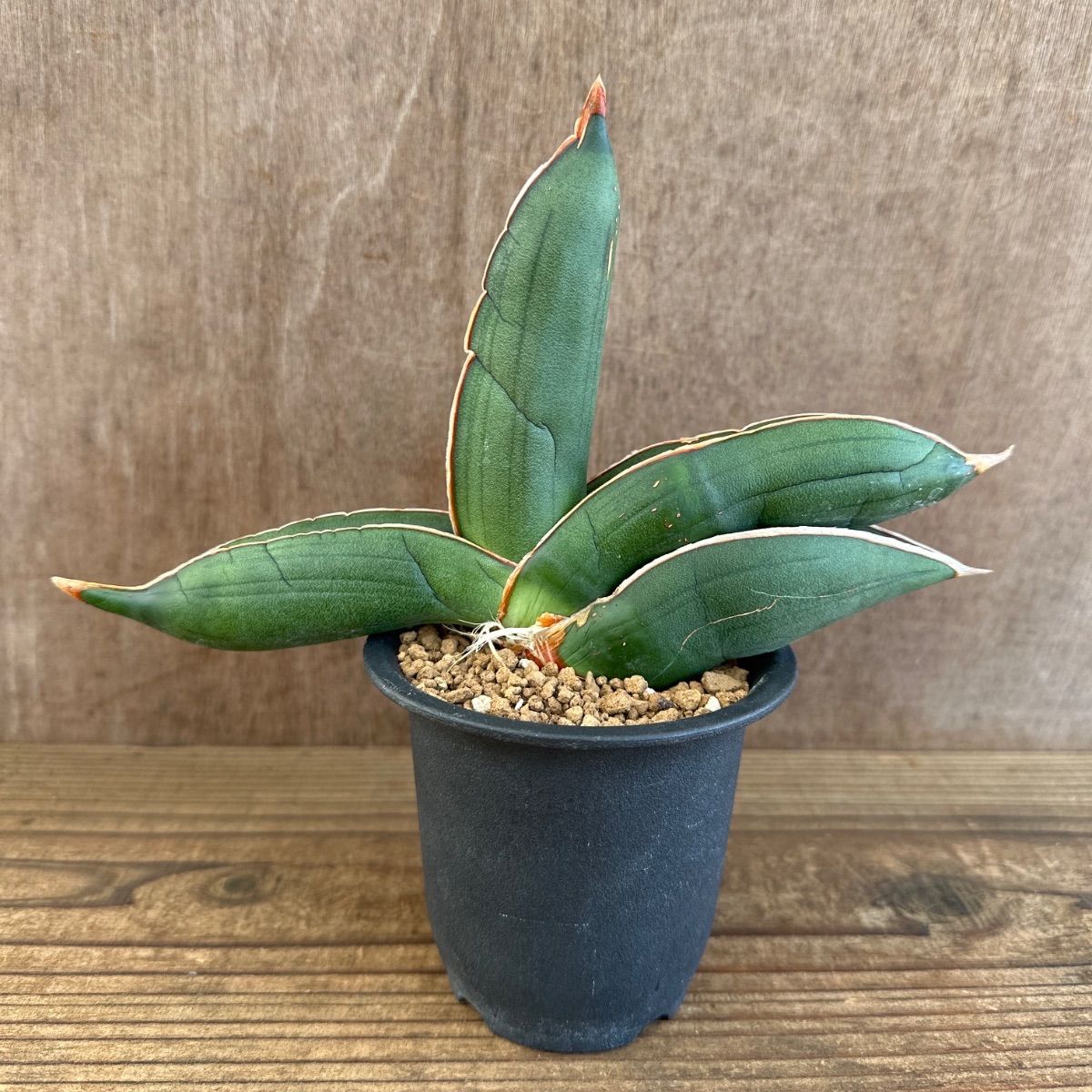 サンセべリア エーレンベルギー バナナ 現品 Sansevieria ehrenbergii