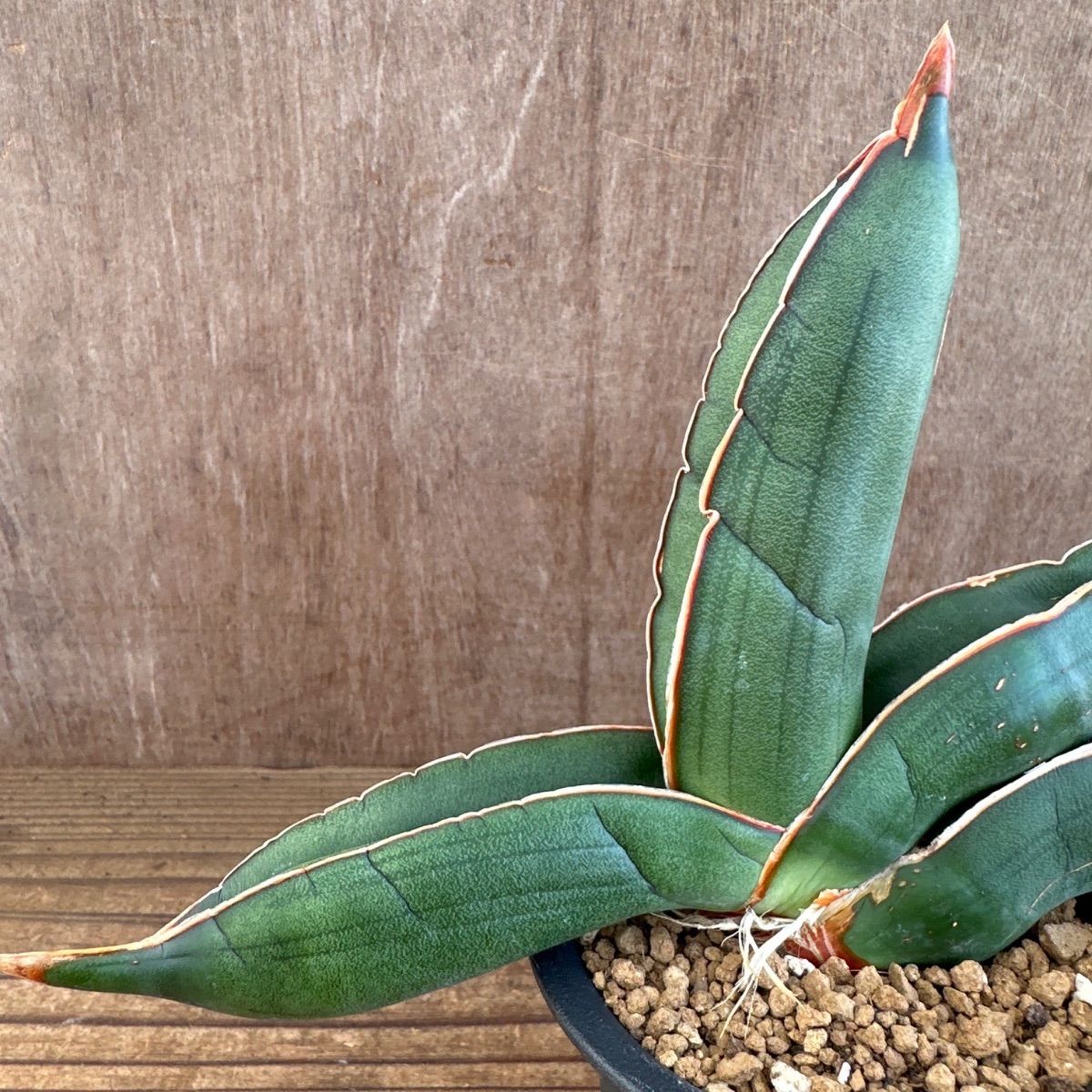 サンセべリア エーレンベルギー バナナ 現品 Sansevieria ehrenbergii
