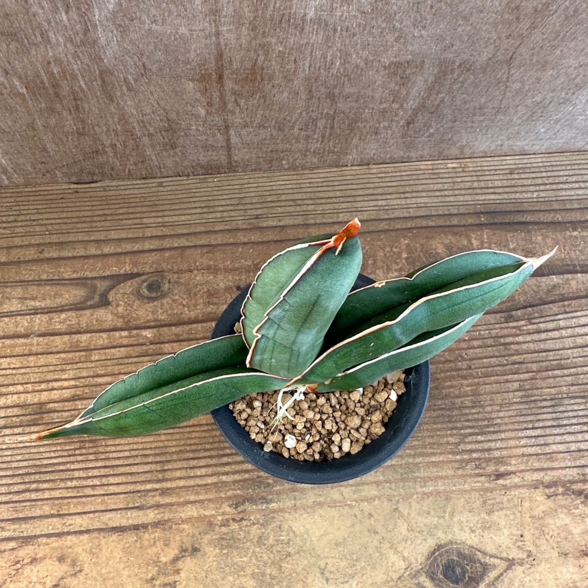 サンセべリア エーレンベルギー バナナ 現品 Sansevieria ehrenbergii