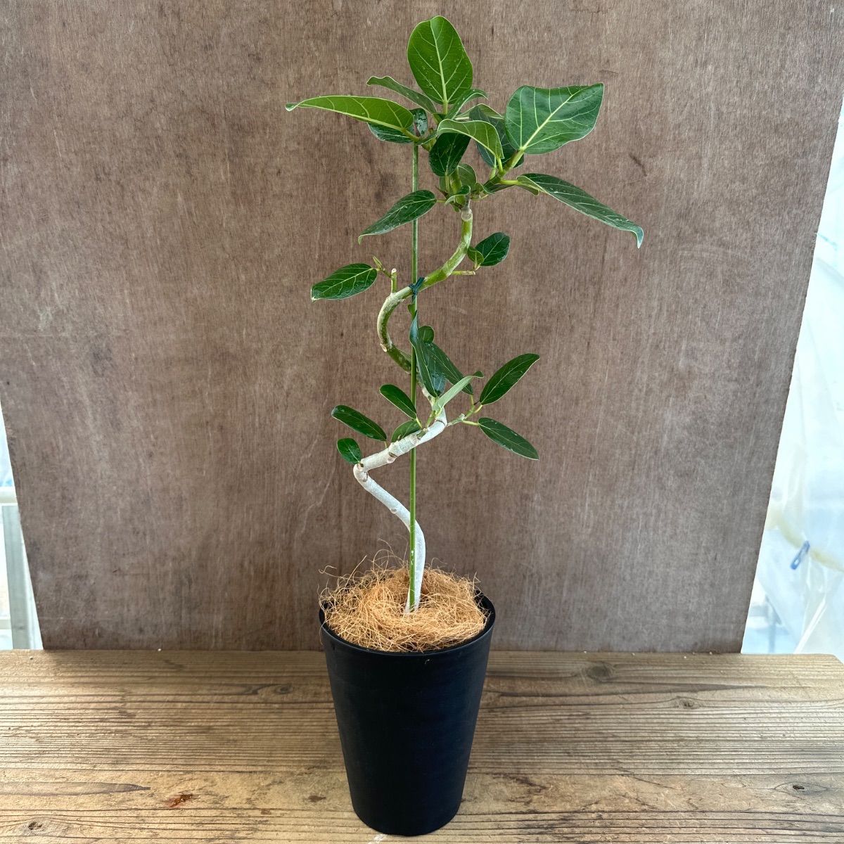 フィカス ベンガレンシス 曲がり ① Ficus benghalensis 5号 現品 ゴム