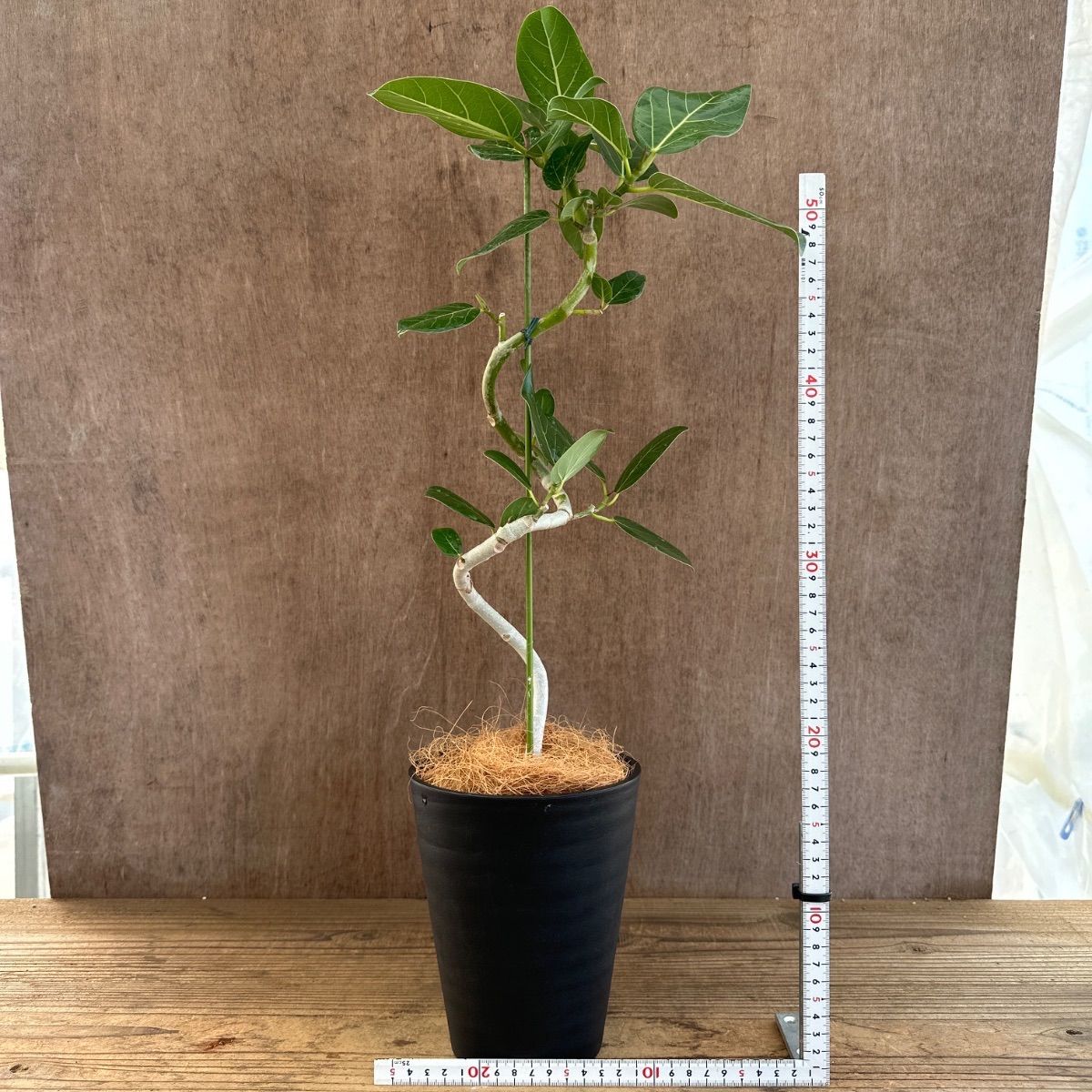 フィカス ベンガレンシス 曲がり ① Ficus benghalensis 5号 現品 ゴム