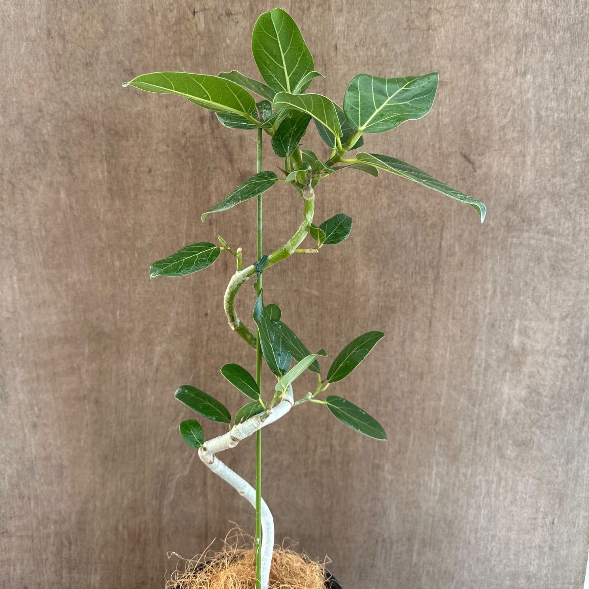 フィカス ベンガレンシス 曲がり ① Ficus benghalensis 5号 現品 ゴム