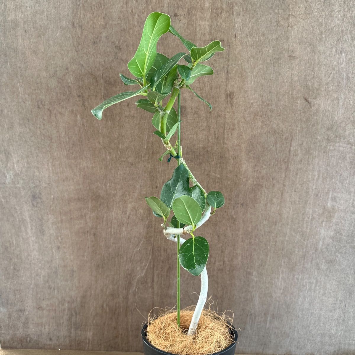 フィカス ベンガレンシス 曲がり ② Ficus benghalensis 5号 現品 ゴム