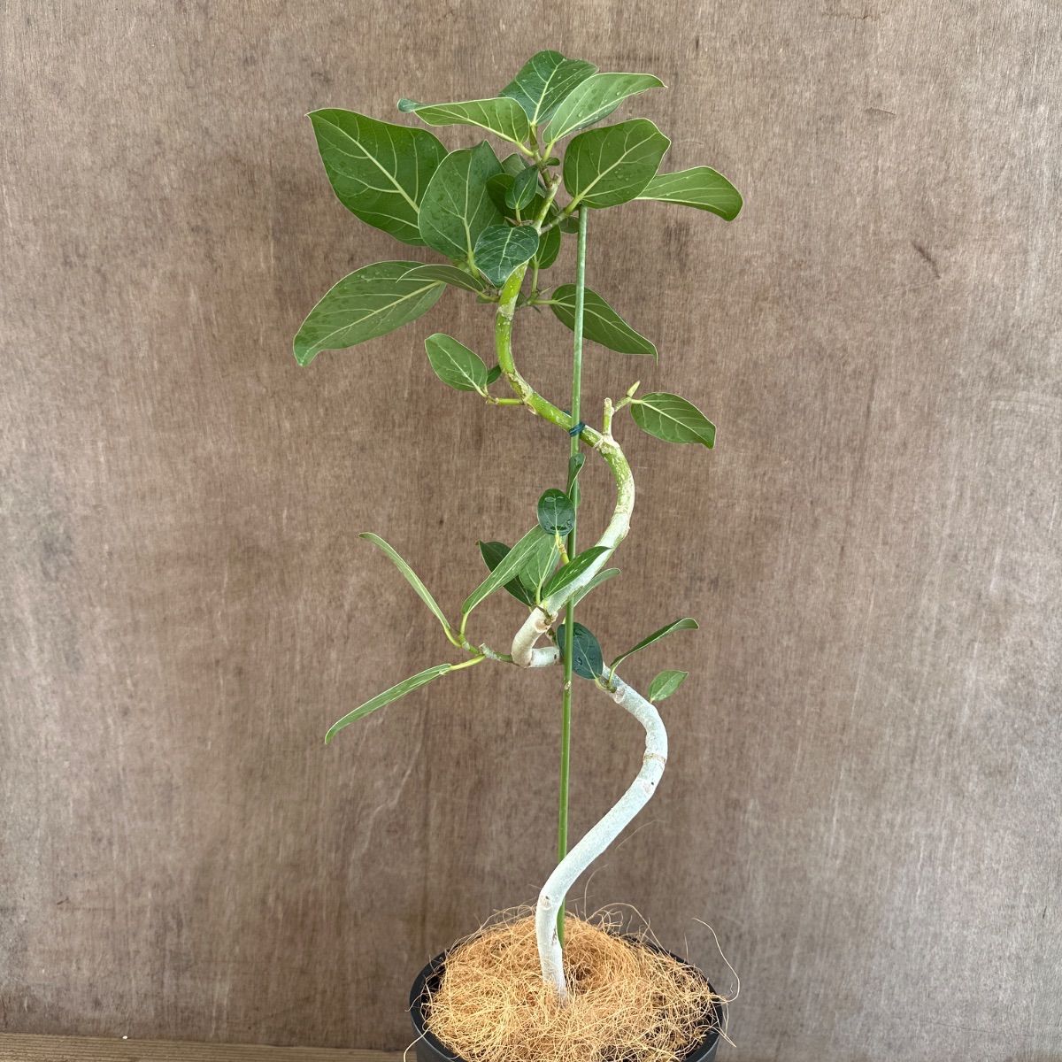 フィカス ベンガレンシス 曲がり ① Ficus benghalensis 5号 現品 ゴム