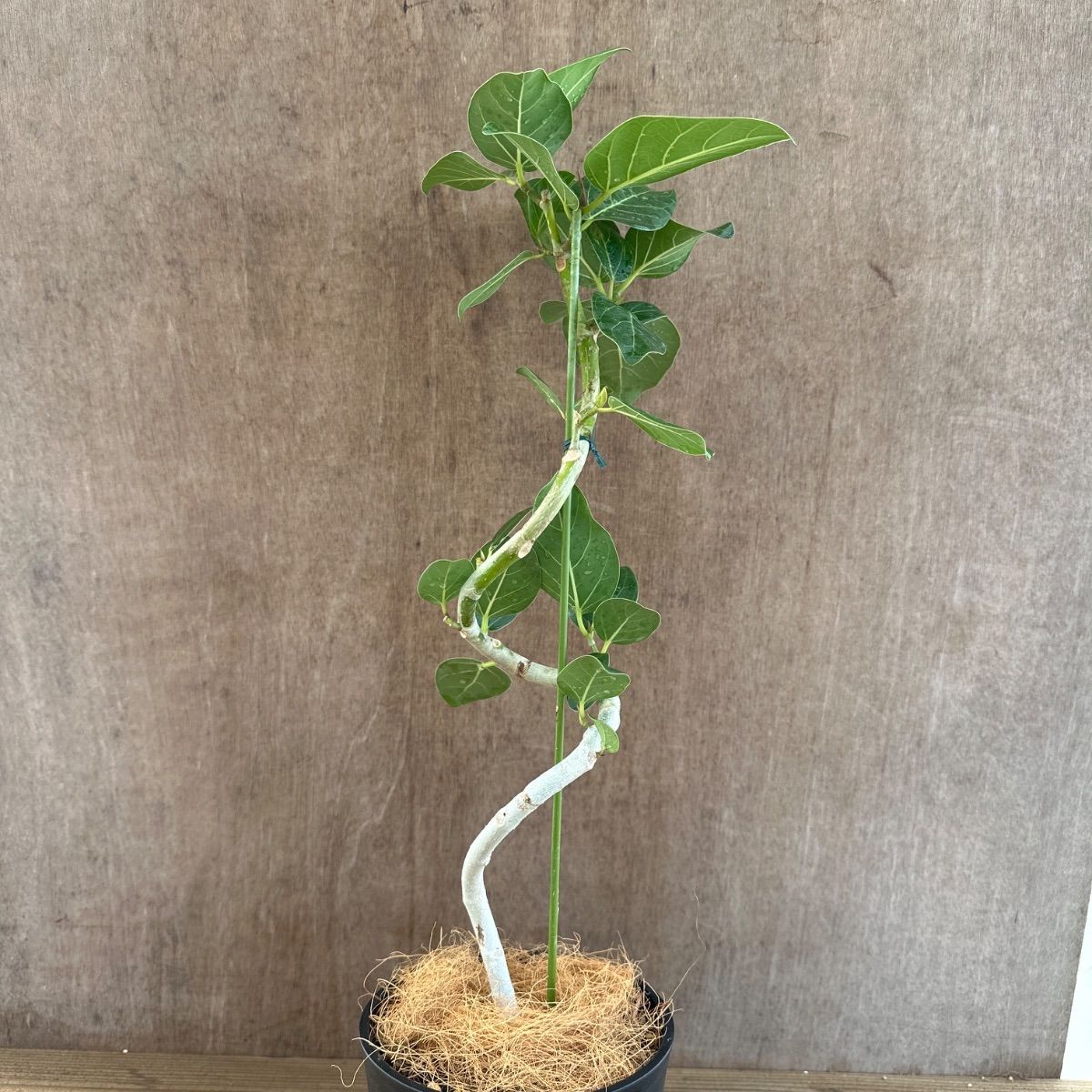 フィカス ベンガレンシス 曲がり ① Ficus benghalensis 5号 現品 ゴム