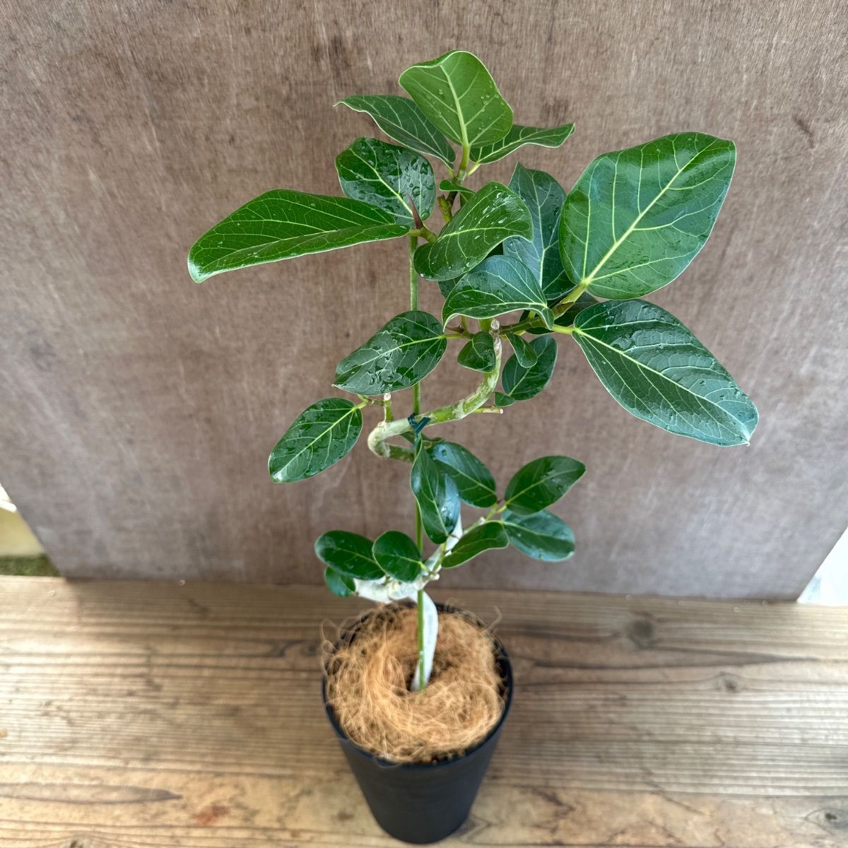 ベンガレンシス ゴムの木 曲がり フィカス 公式 現品 Ficus 公式通販