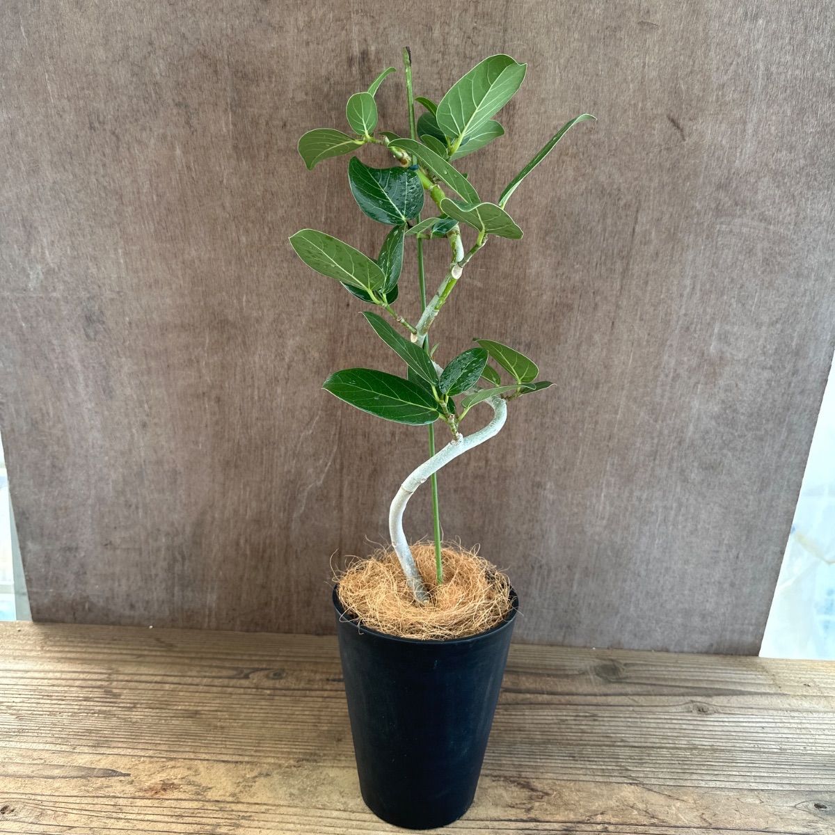 希少!!可愛いレア☆インテリア根上り好きのベンガレンシス フィカス フィカス ベンガレンシス 曲がり ② Ficus benghalensis 5号 現品 ゴム