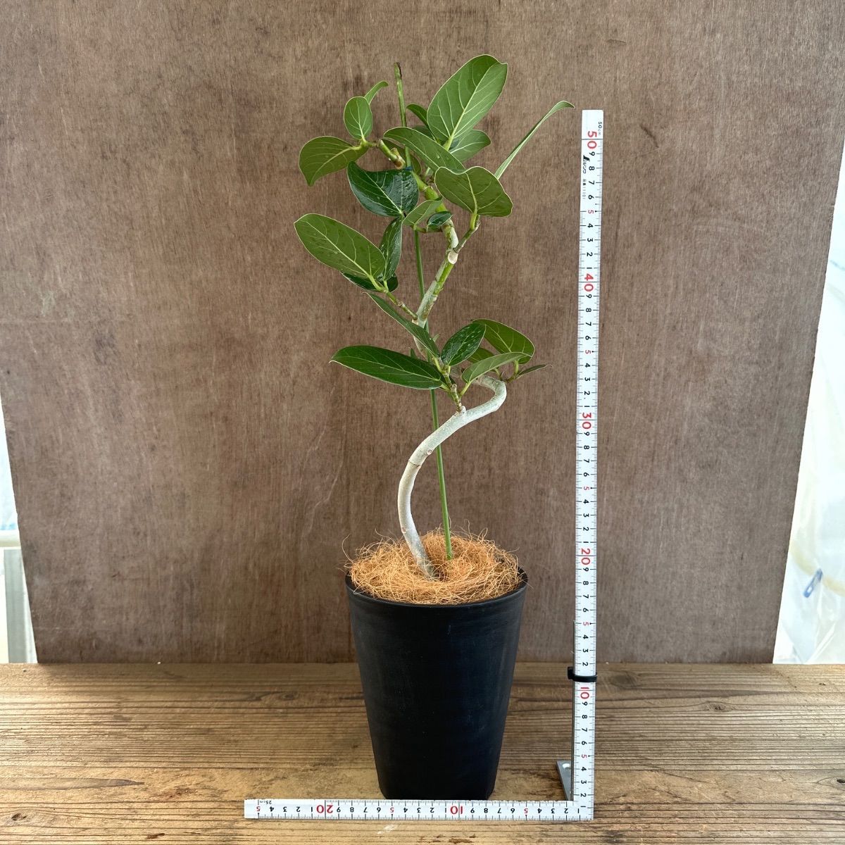 フィカス ベンガレンシス 曲がり ② Ficus benghalensis 5号 現品 ゴム