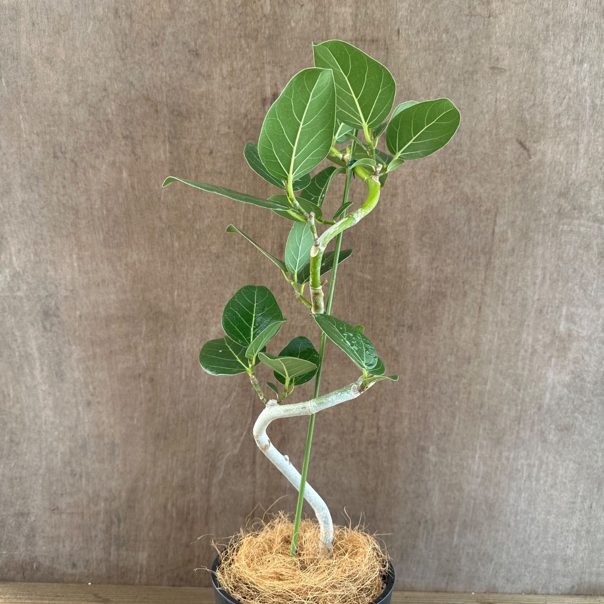 【バランス良い樹形♥】フィカス ベンガレンシス 曲がり ゴムの木 フィカス ベンガレンシス 曲がり S字 仕立て ゴムの木 お祝い ギフト