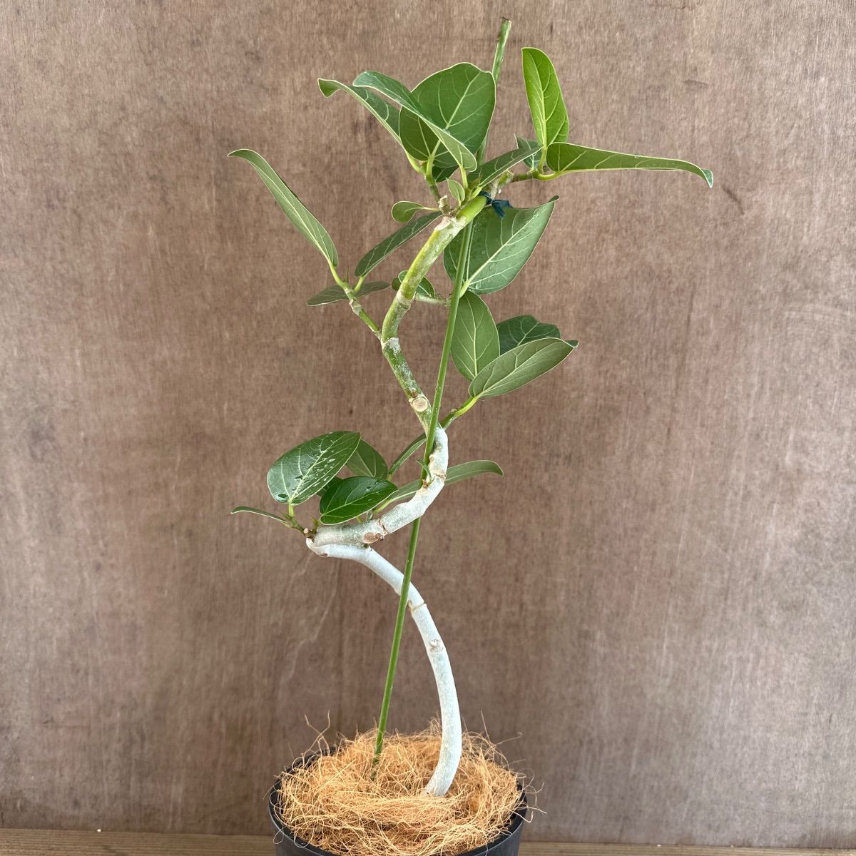フィカス ベンガレンシス 曲がり ② Ficus benghalensis 5号 現品 ゴム