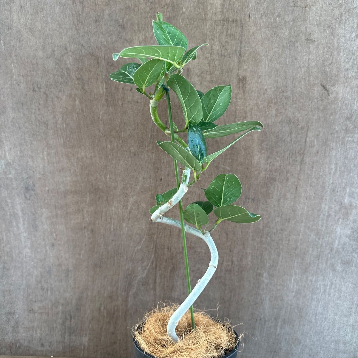 【バランス良い樹形♥】フィカス ベンガレンシス 曲がり ゴムの木 フィカス ベンガレンシス 曲がり ① Ficus benghalensis 5号 現品 ゴム