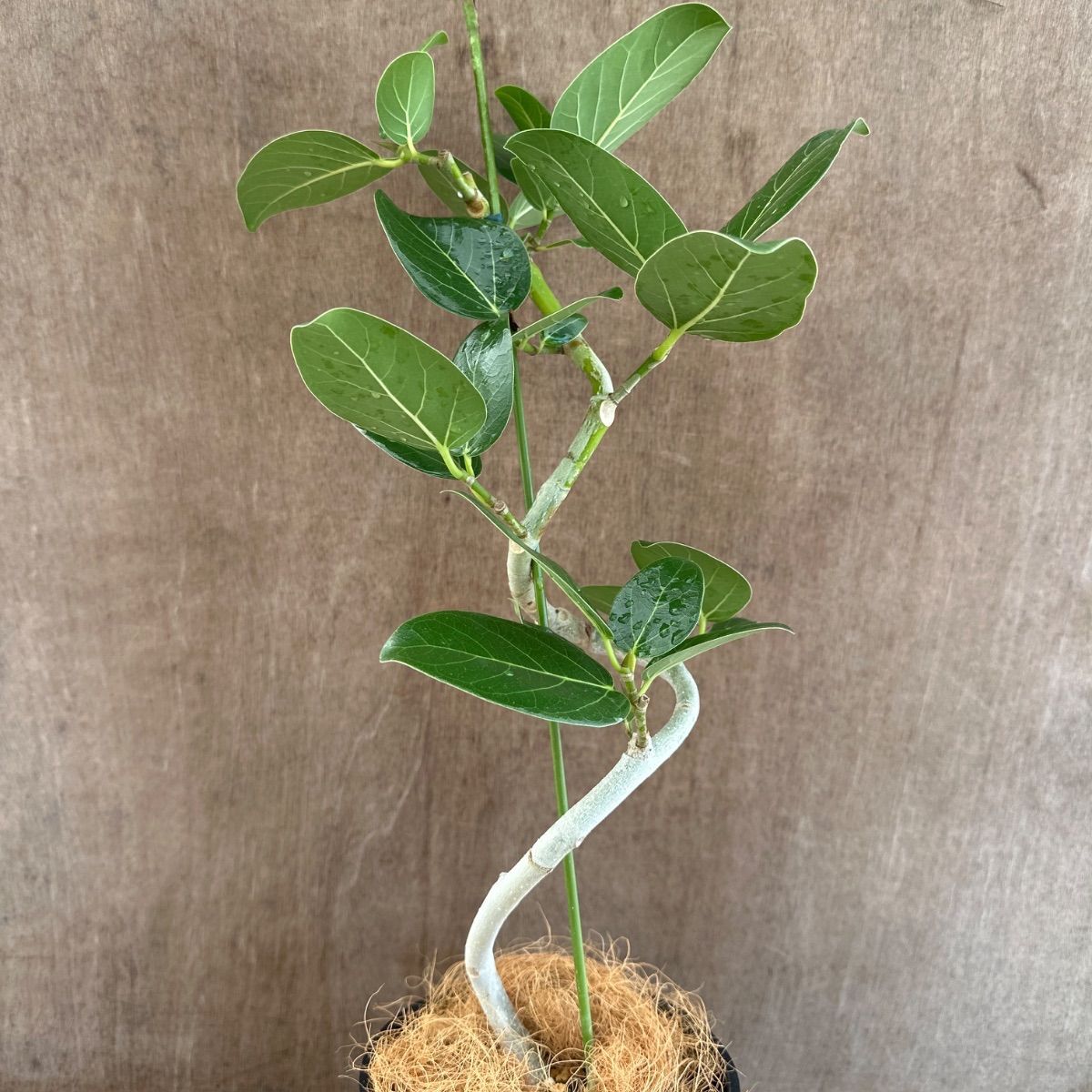 フィカス ベンガレンシス 曲がり ② Ficus benghalensis 5号 現品 ゴム