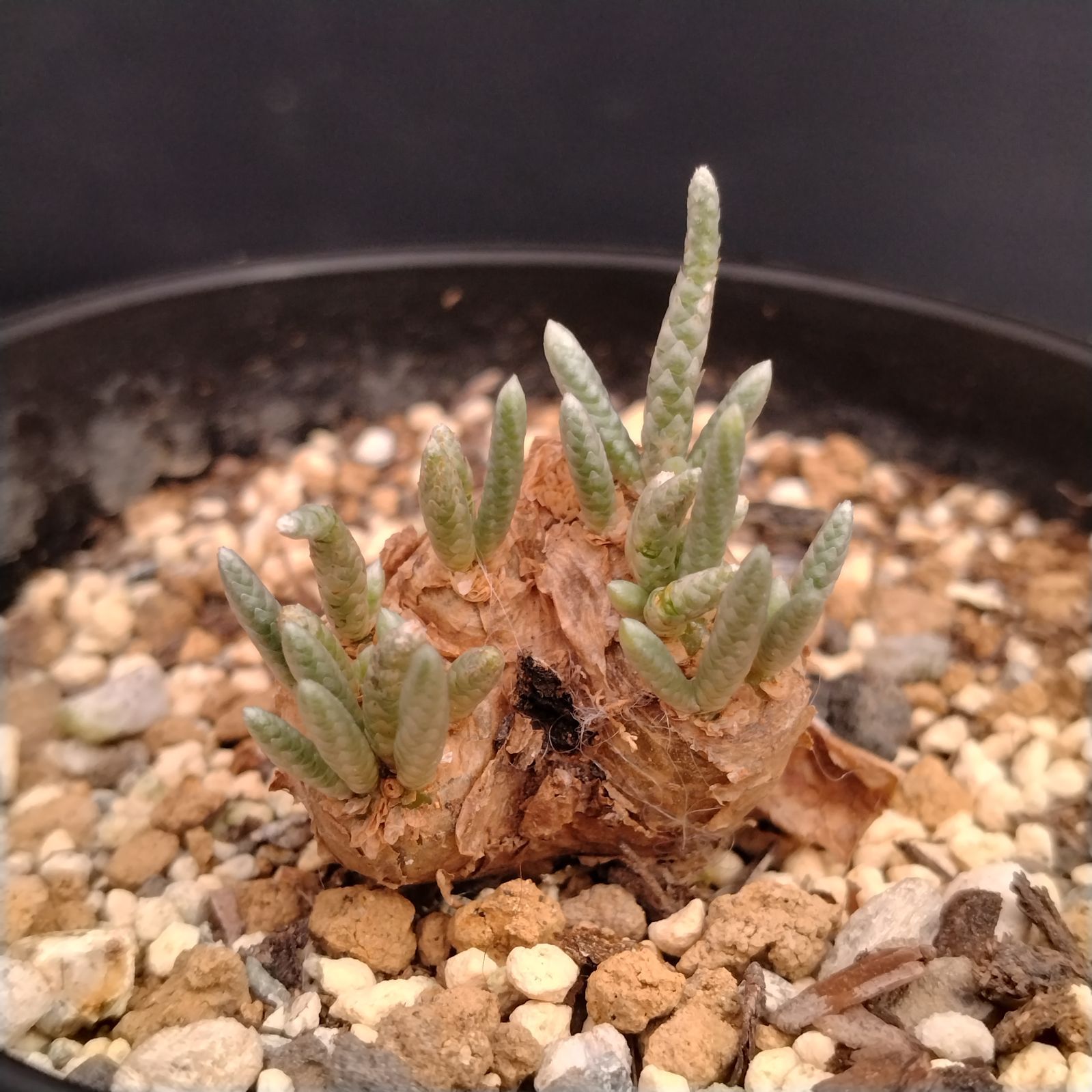 D003【自社養生株】アボニア クイナリア（発根株・鉢植え）【塊根植物