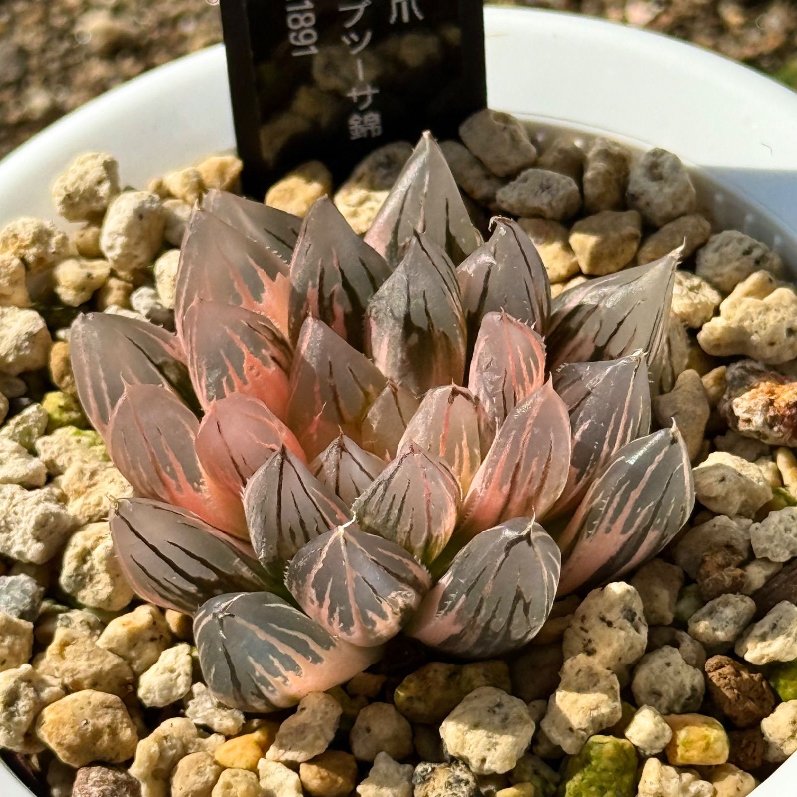 得々セット ブルーレイオブツーサ 竜爪オブツーサ錦H 1891 セット