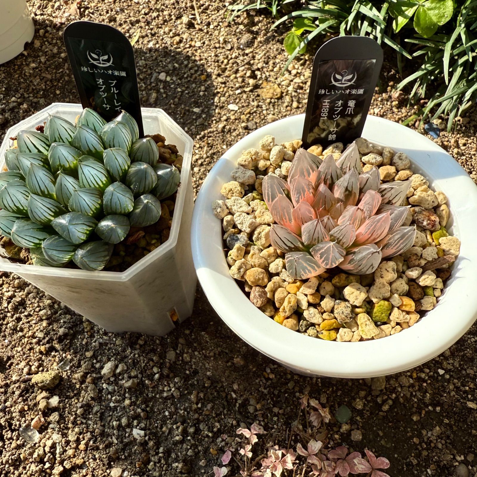 得々セット ブルーレイオブツーサ 竜爪オブツーサ錦H 1891 セット