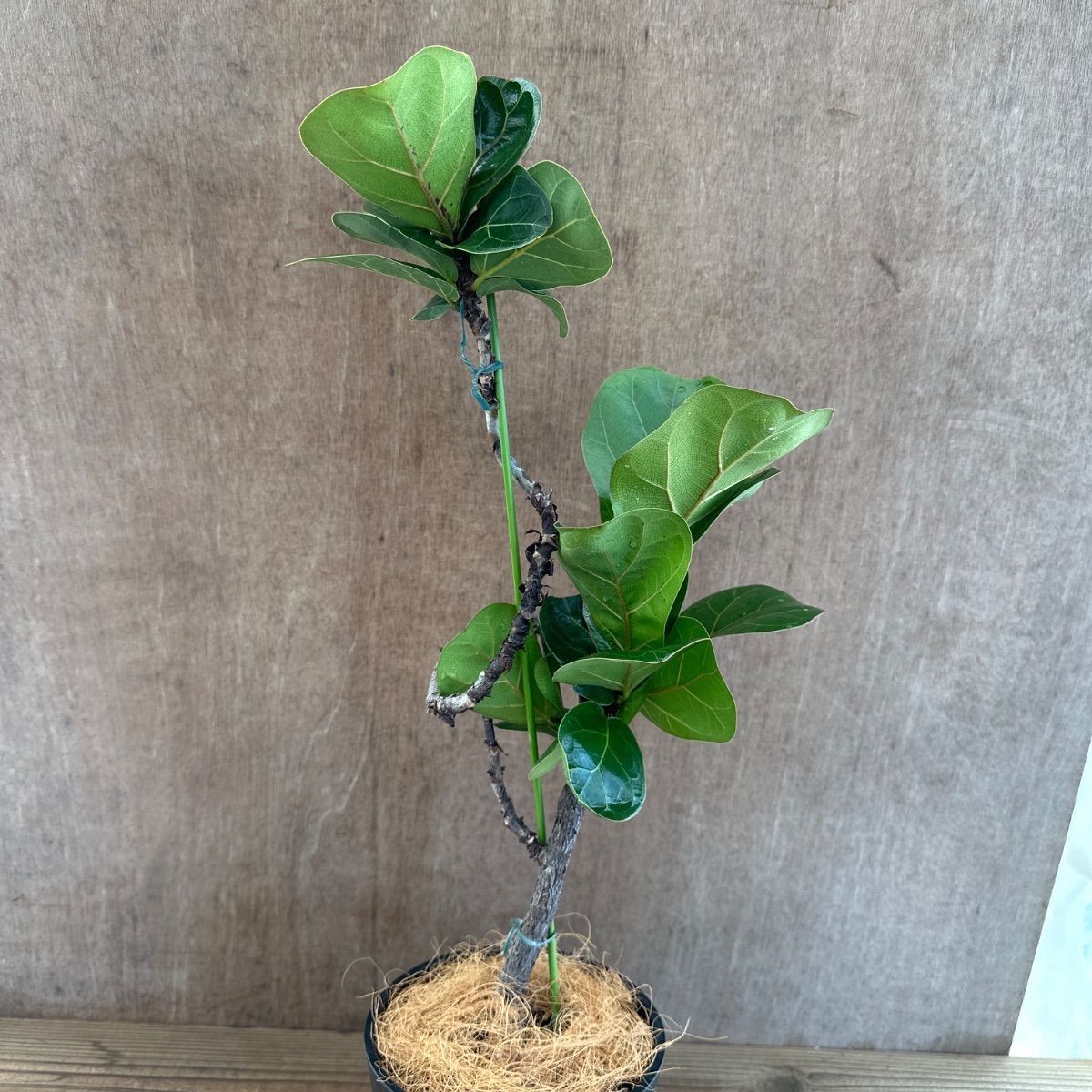 【バランス良い樹形♥】フィカス ベンガレンシス 曲がり ゴムの木 フィカス ベンガレンシス 曲がり ② Ficus benghalensis 5号 現品 ゴム