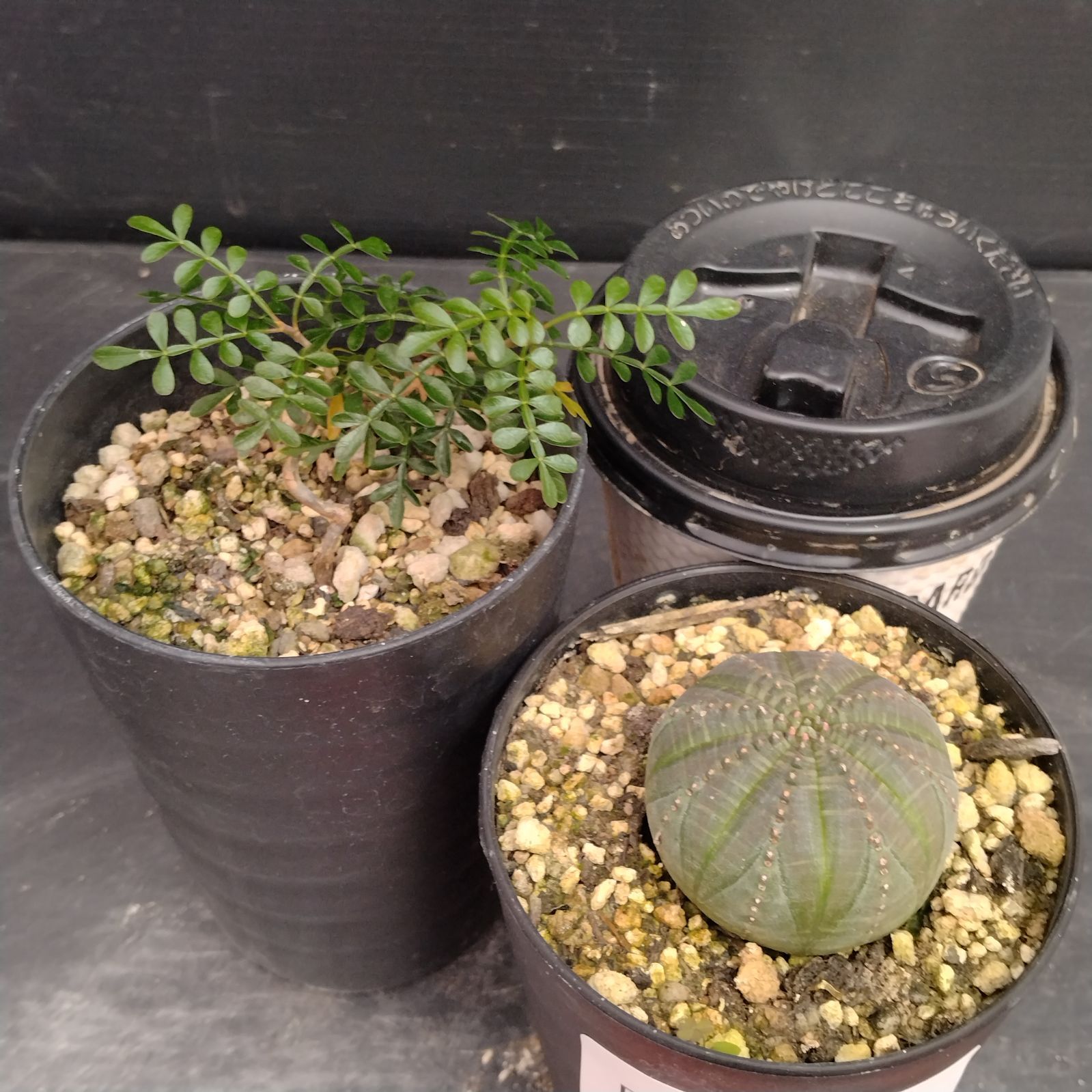 綴化 オベサ 分頭 群生 贅沢 最強株 塊根植物 希少 ユーフォルビア 発