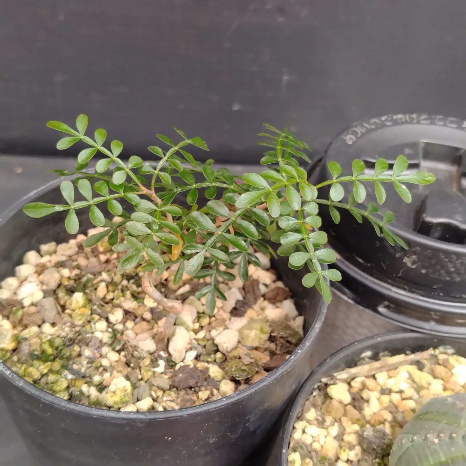 パナミ ユーフォルビア オベサ 2株セット パナミ ユーフォルビア