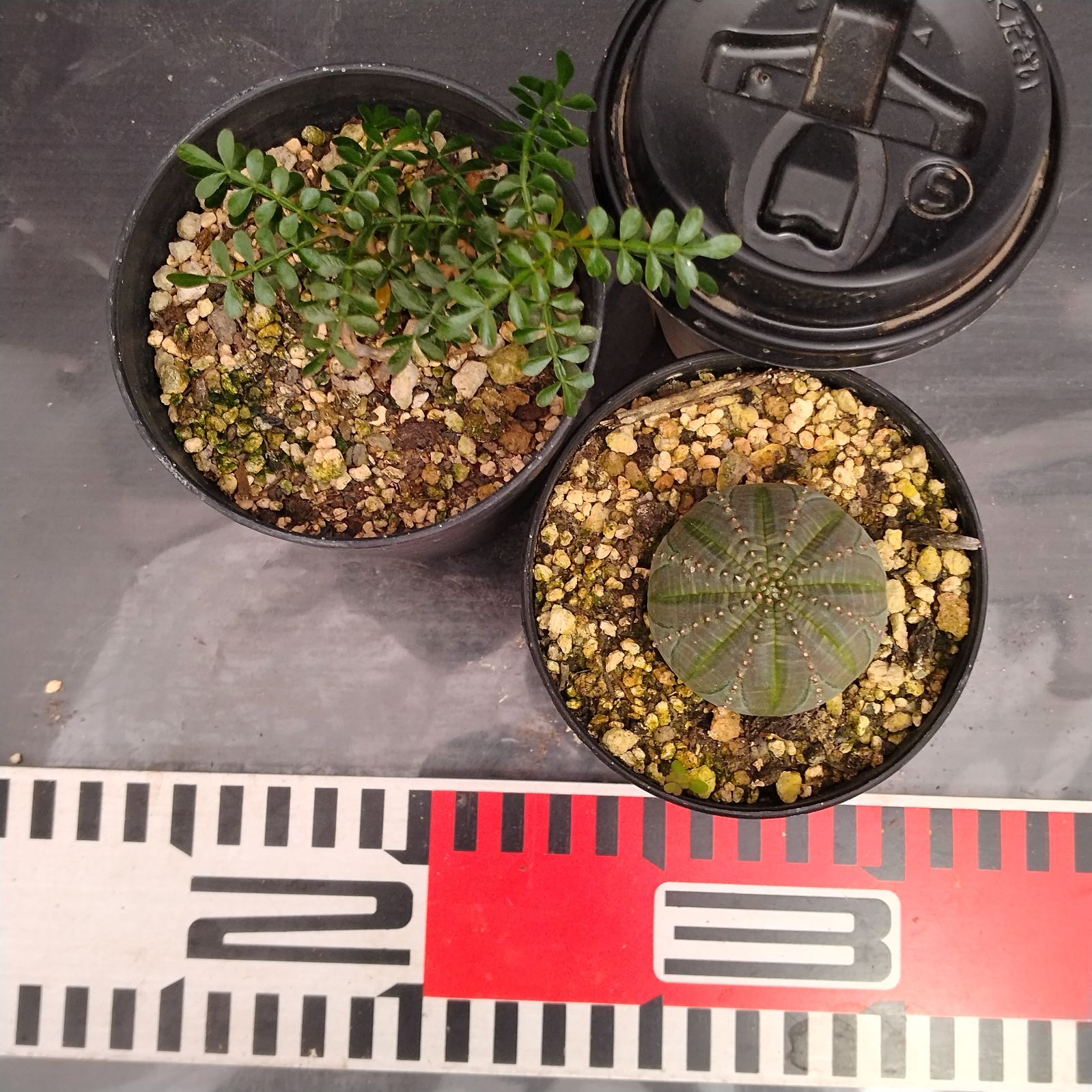 C024【自社養生株】実生 2株セット（ユーフォルビアオベサ・オペルクリ