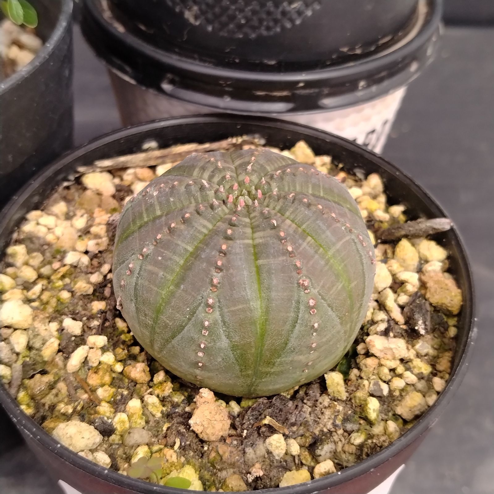 綴化 オベサ 分頭 群生 贅沢 最強株 塊根植物 希少 ユーフォルビア 発