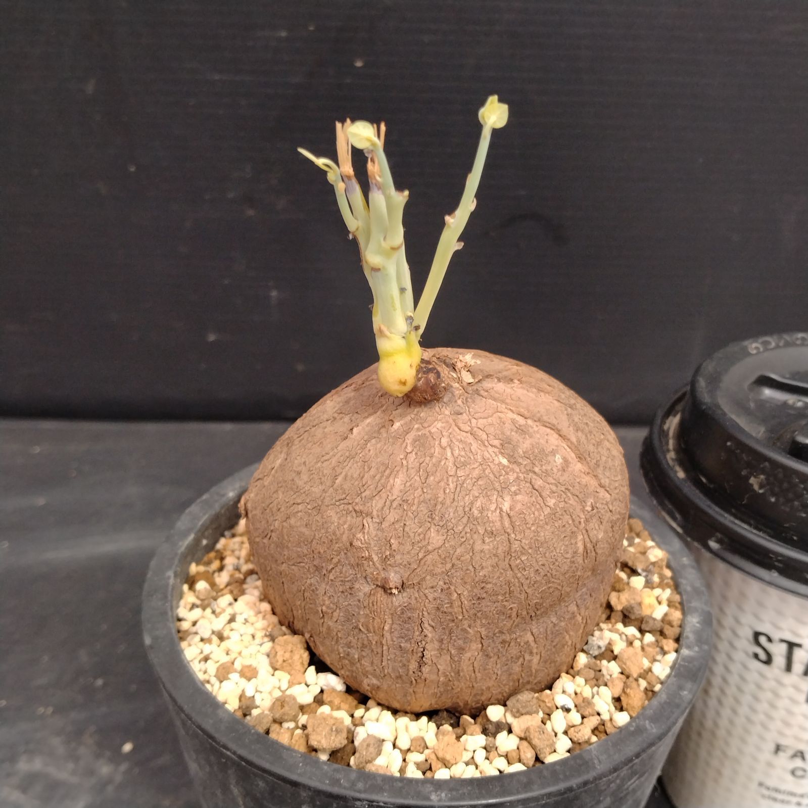 D039【自社養生株】ステファニア エレクタ（発根株・鉢植え）【塊根